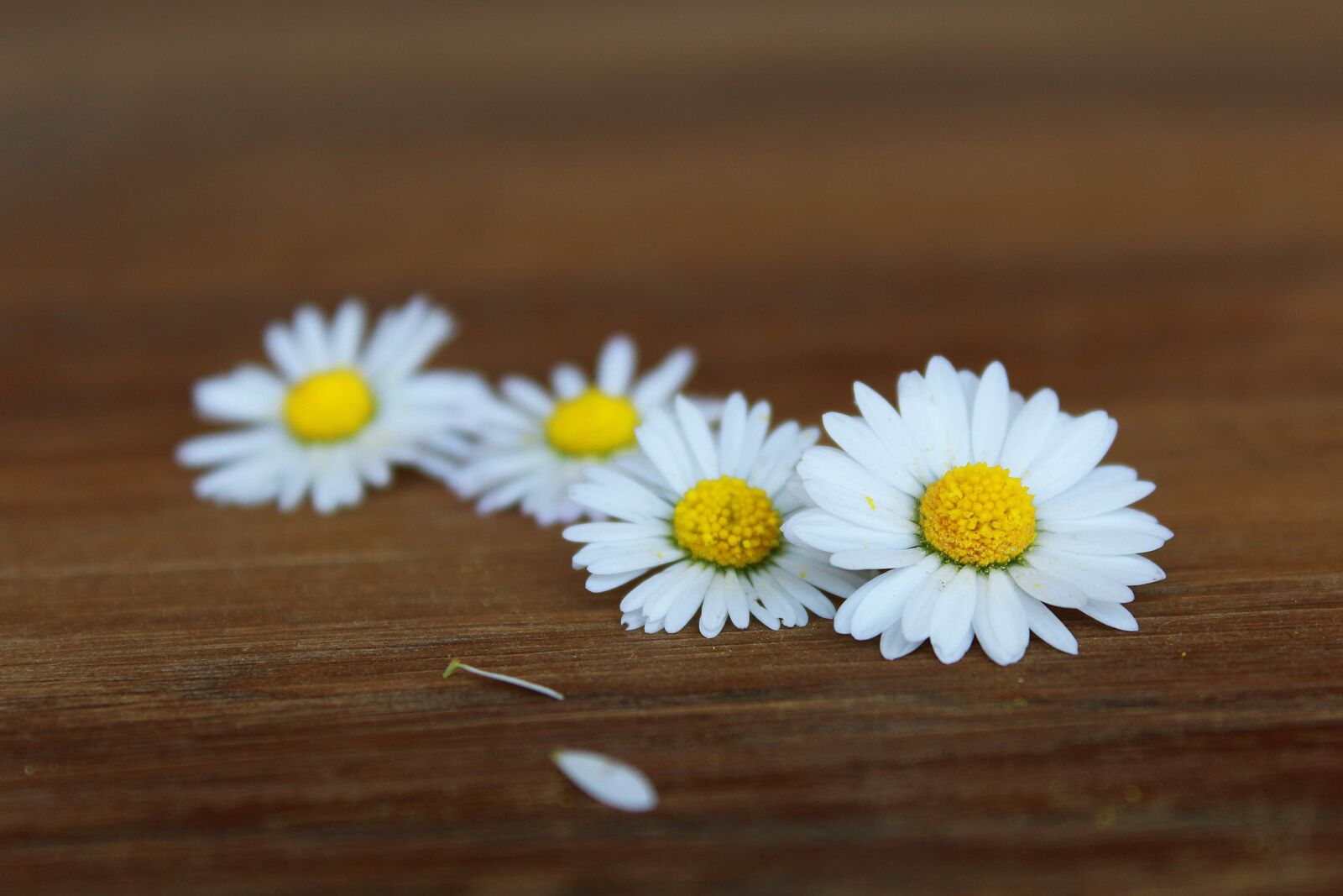 Canon EOS 1200D (EOS Rebel T5 / EOS Kiss X70 / EOS Hi) sample photo. Daisy, flowers, white photography