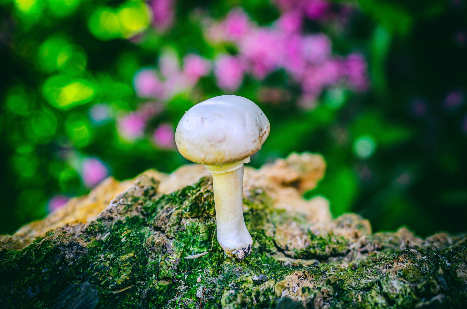 Nikon D7000 sample photo. Fungus, paris, nature photography