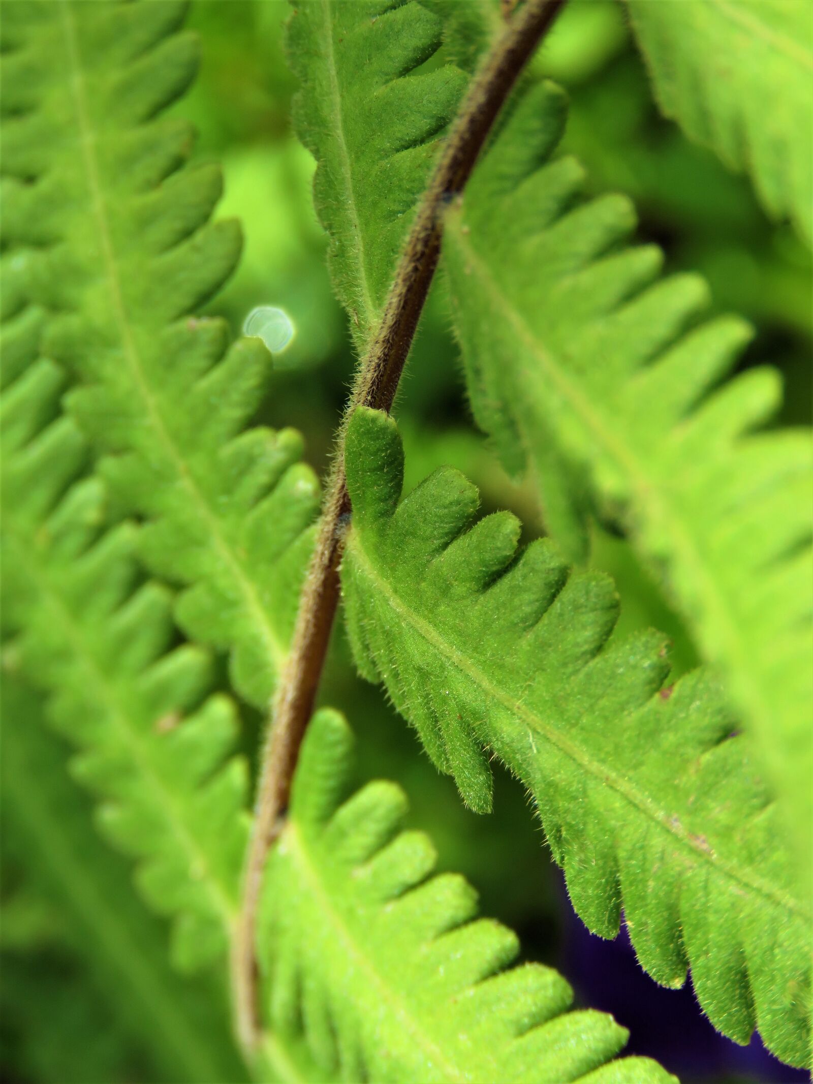 Canon PowerShot SX60 HS sample photo. Leaf, flora, nature photography