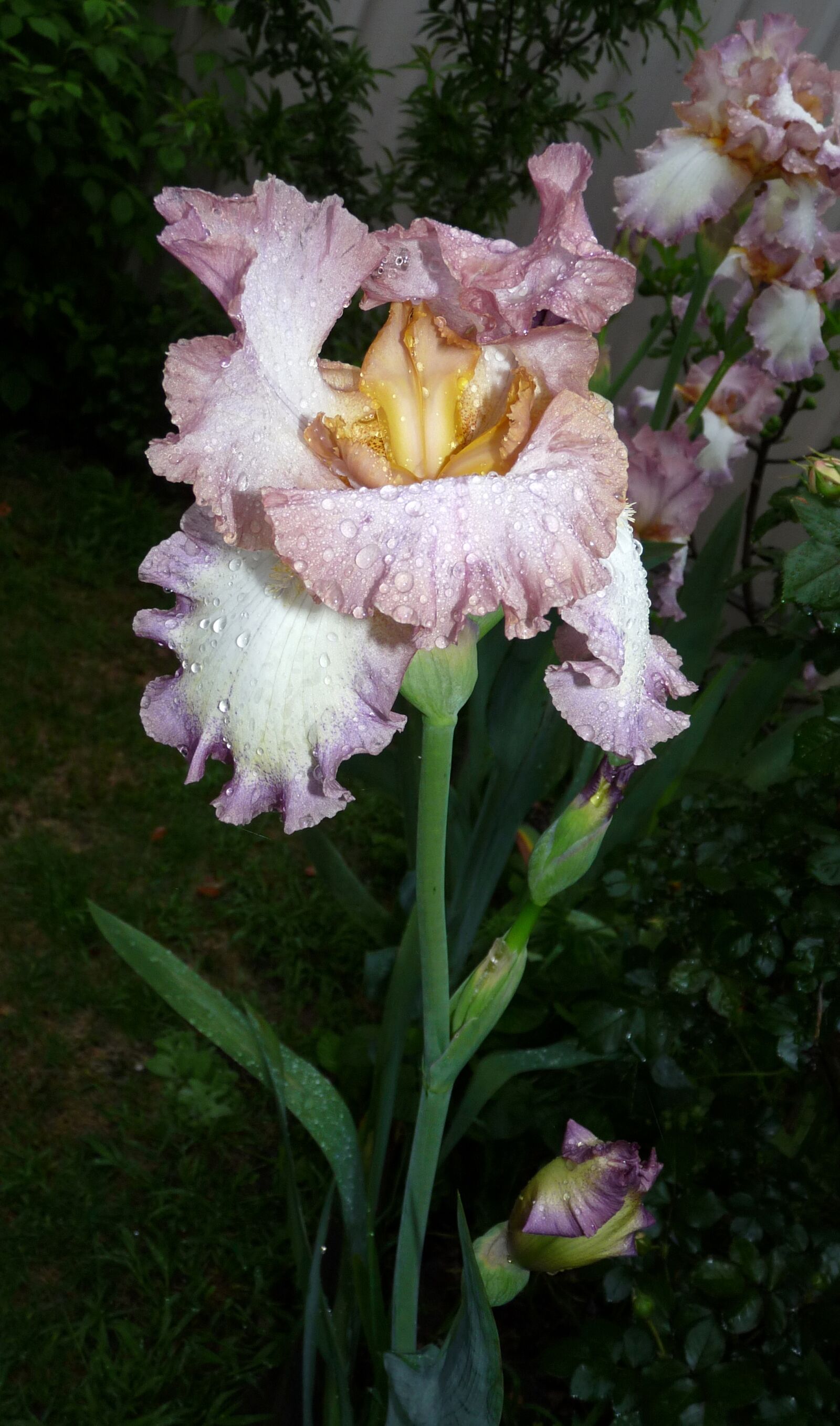 Panasonic Lumix DMC-FZ28 sample photo. Iris, flower, raindrops photography