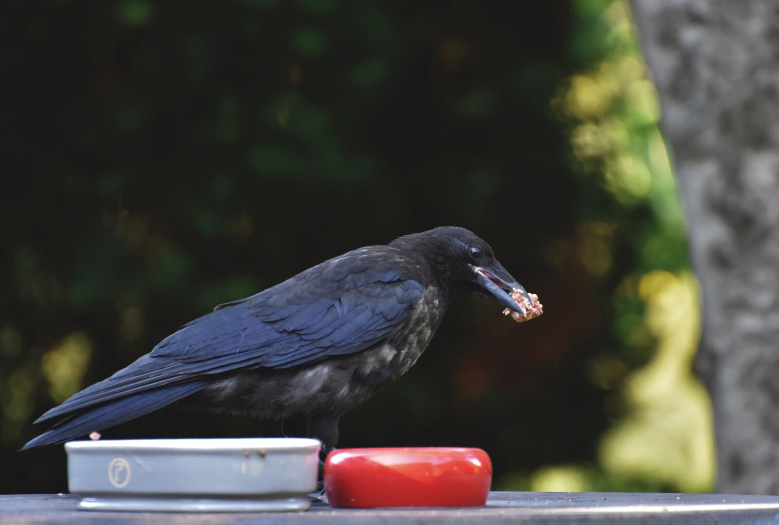 Nikon D7200 sample photo. Raven, crow, raven bird photography