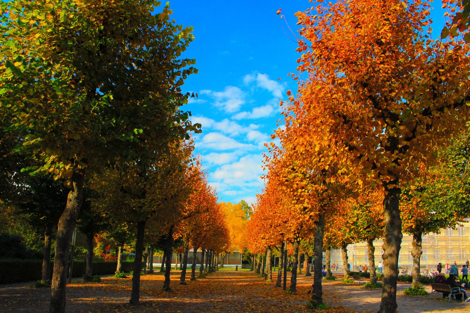 Canon EOS 700D (EOS Rebel T5i / EOS Kiss X7i) sample photo. Autumn, golden autumn, trees photography