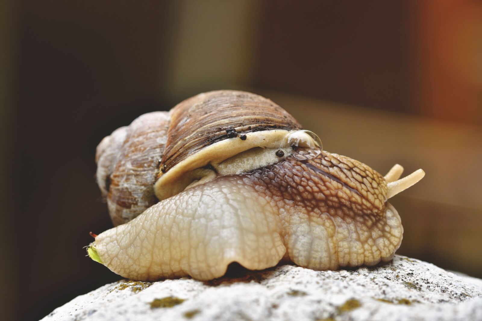 Nikon D7200 sample photo. Snail, shell, mollusk photography
