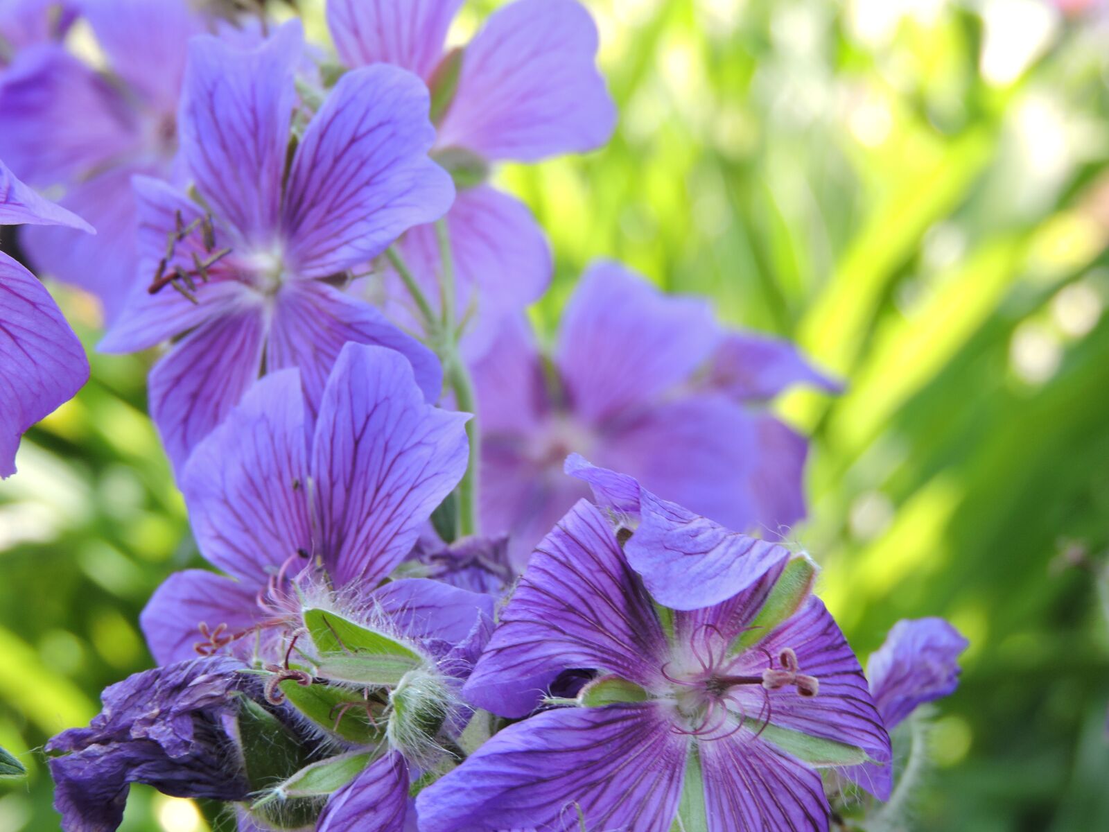 Nikon Coolpix P600 sample photo. Flower, purple, purple flower photography