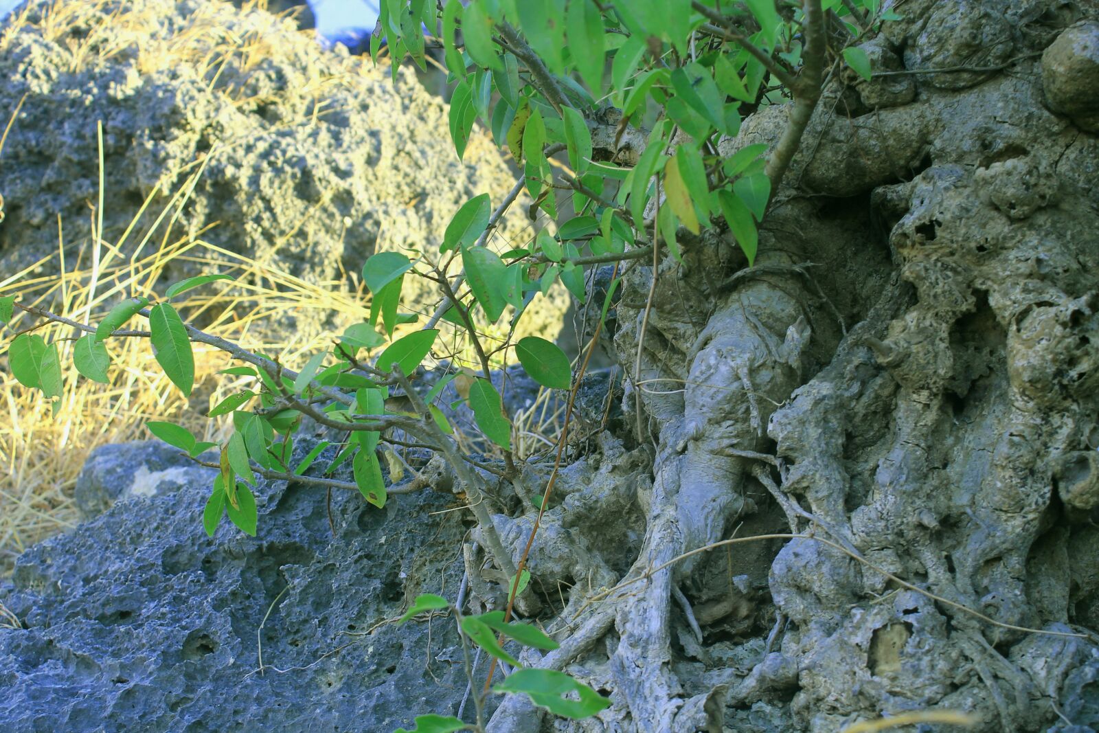 Canon EOS 1100D (EOS Rebel T3 / EOS Kiss X50) sample photo. Indonesian, ntt, kupang photography