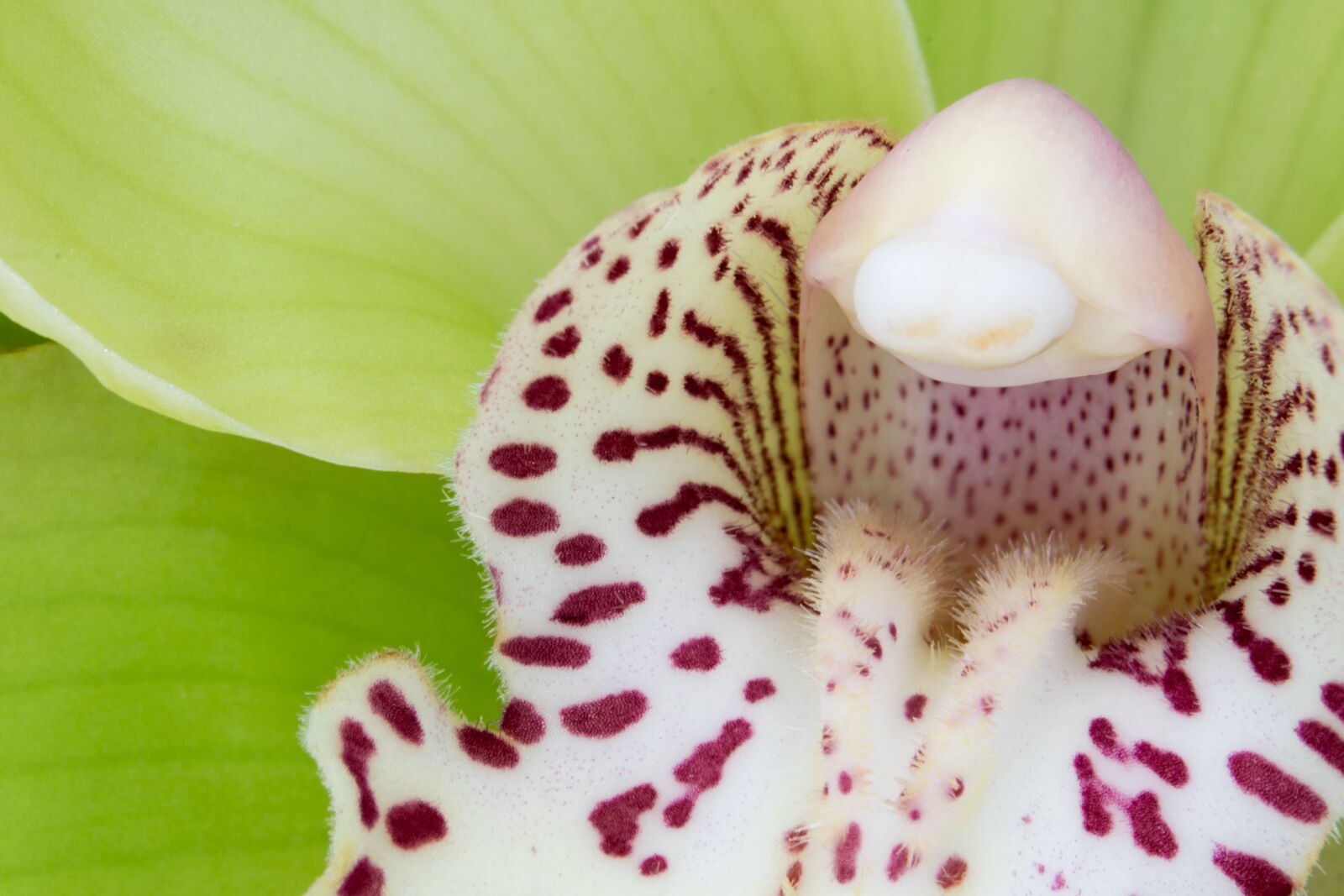 Nikon D5300 sample photo. Macro, cymbidium, orchid photography
