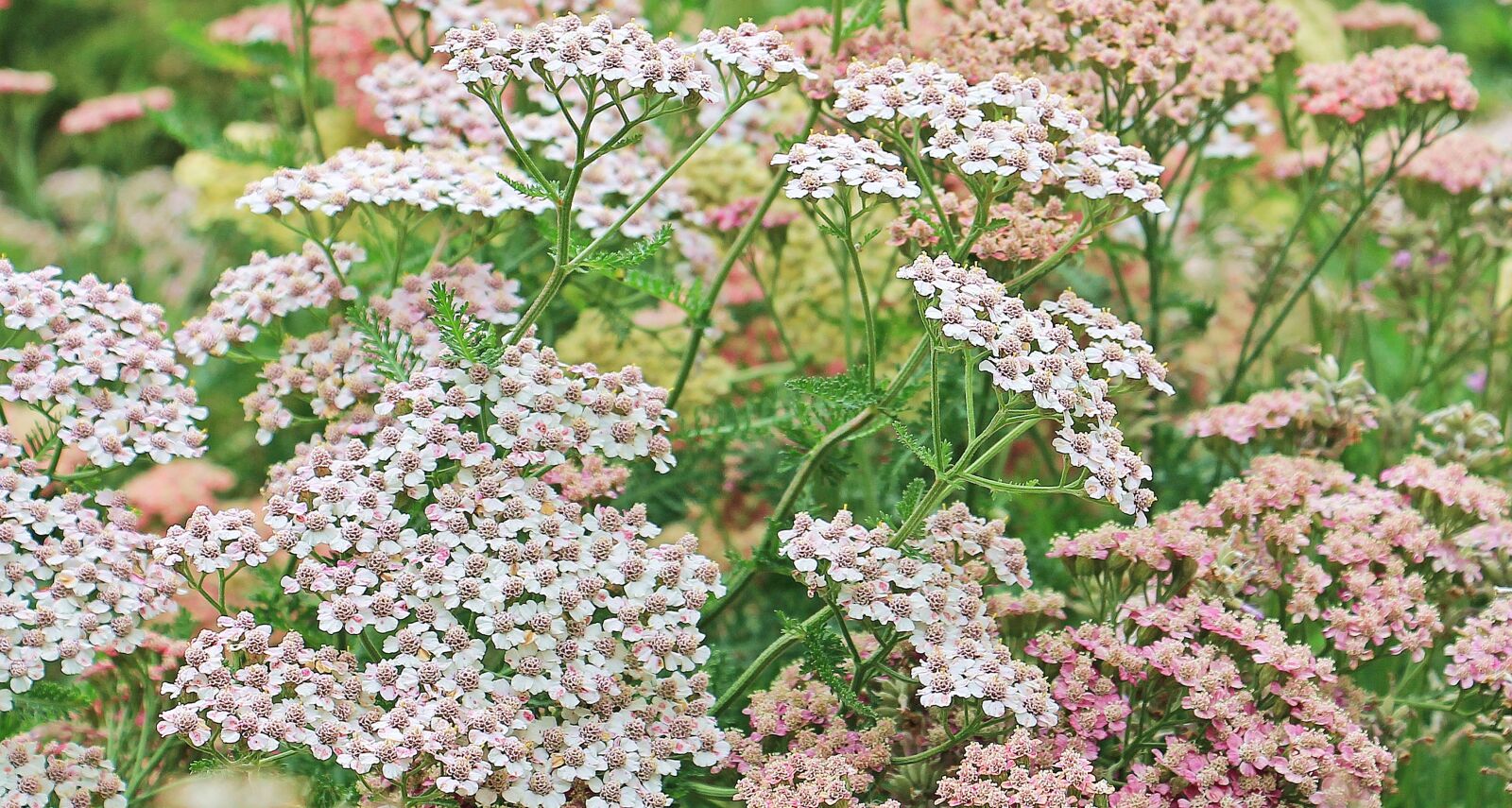 Canon EOS 550D (EOS Rebel T2i / EOS Kiss X4) sample photo. Yarrow, composites, medicinal plant photography