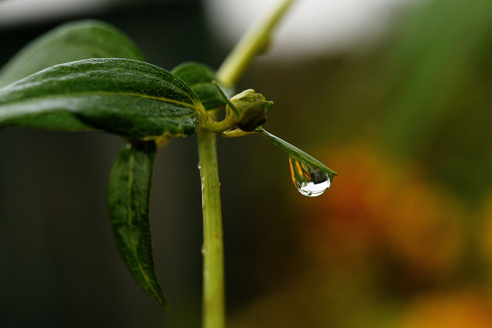 Nikon D3200 sample photo. Waterdrop, leaf, nature photography