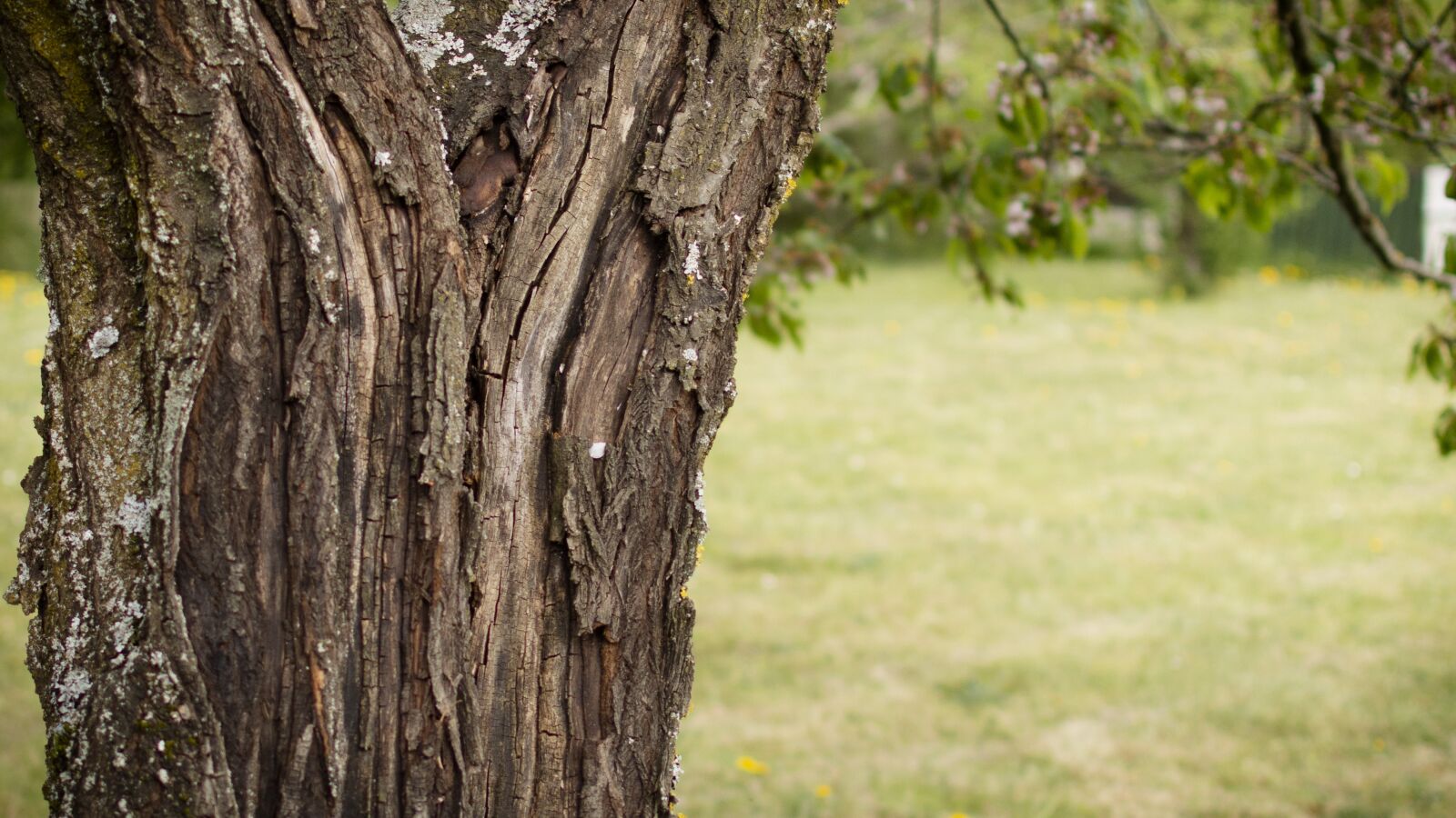 Nikon D3200 sample photo. Trunk, nature, cherry photography