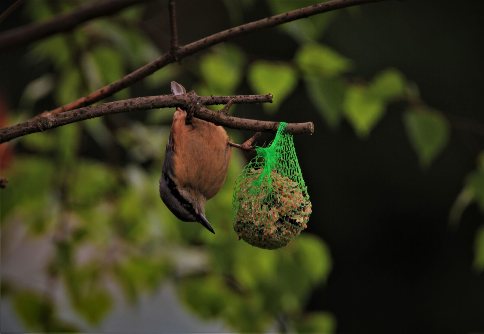 Tamron SP 150-600mm F5-6.3 Di VC USD sample photo. Kleiber, bird, songbird photography