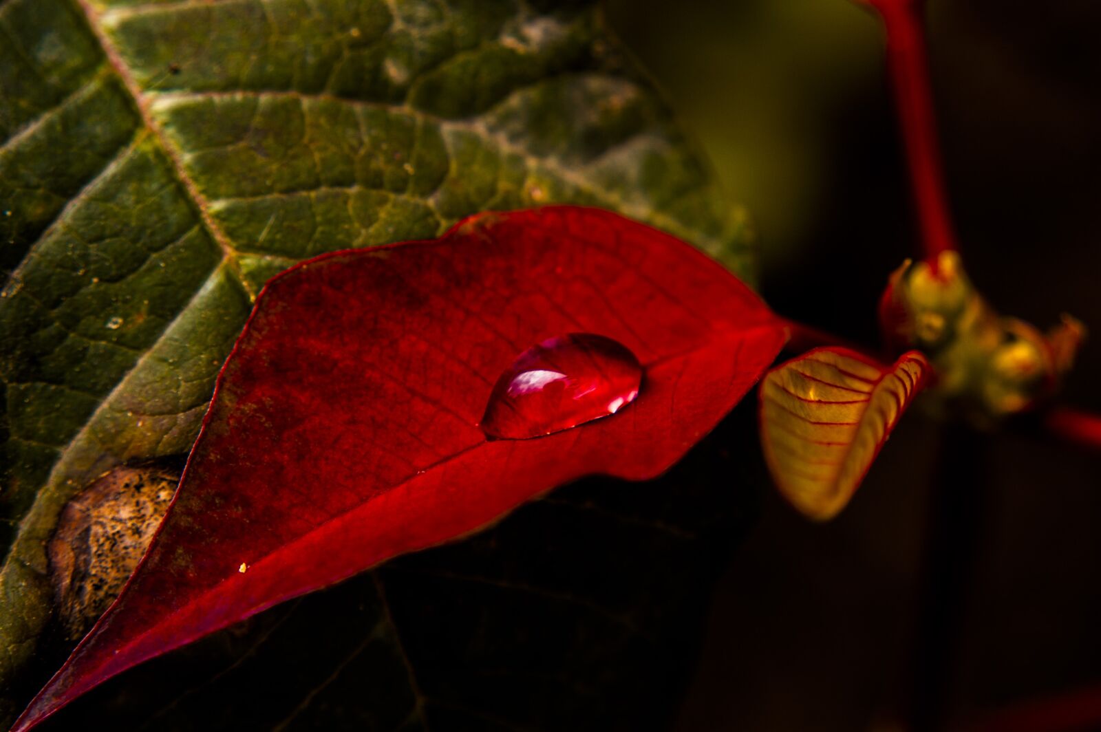 Nikon D40 sample photo. Nature, forest, color photography