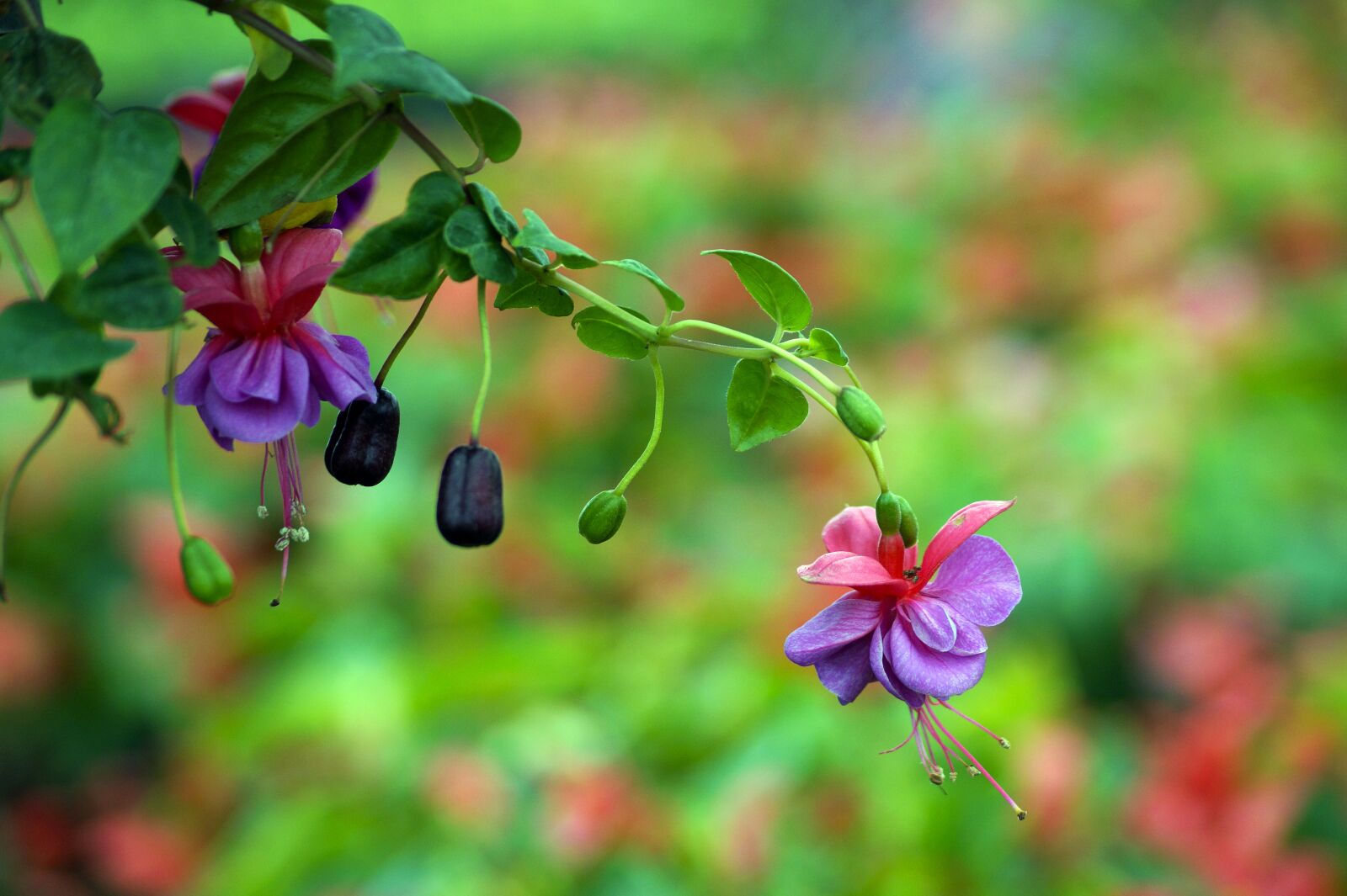 Sony SLT-A58 + Sony DT 55-200mm F4-5.6 SAM sample photo. Plants, flowers, earring photography