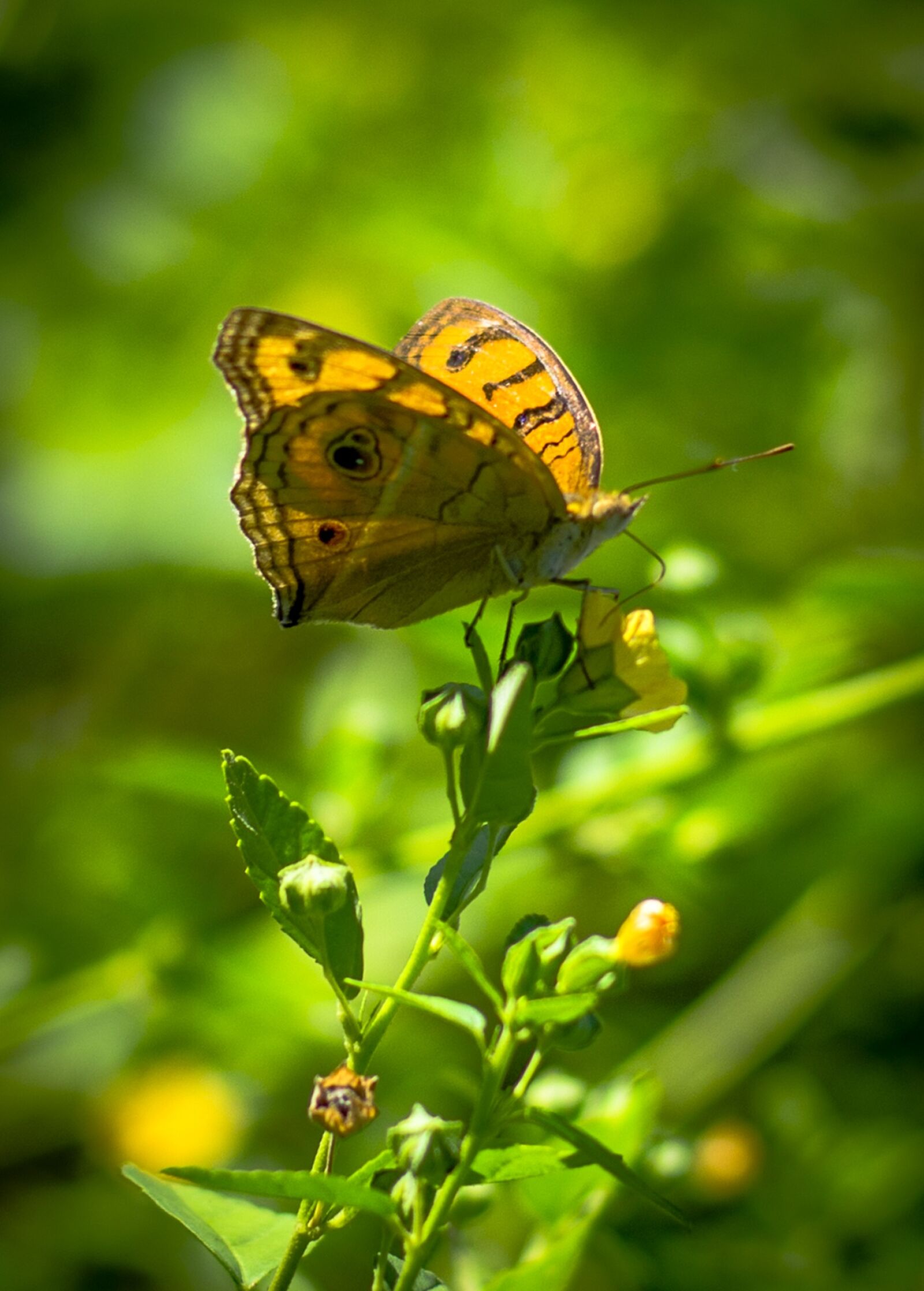 Nikon AF-S Nikkor 50mm F1.8G sample photo. Butterfly, close, up, flower photography