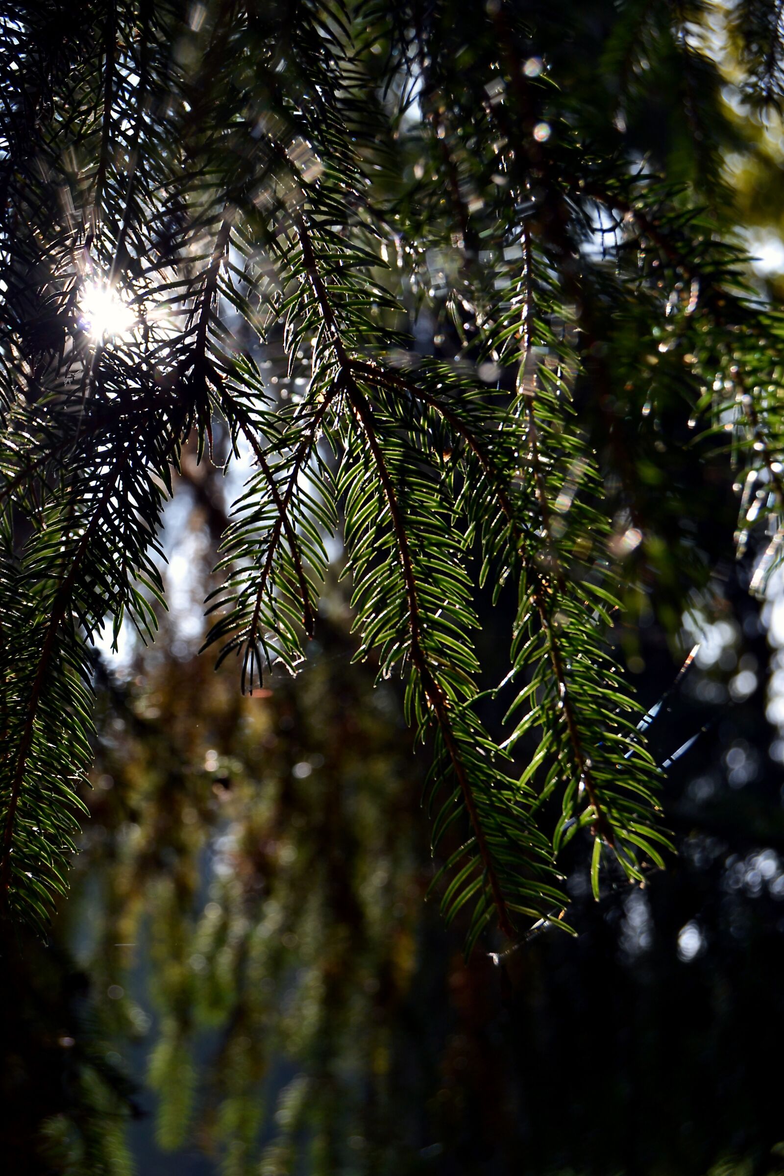 Nikon D3100 sample photo. Solar light, needles, autumn photography