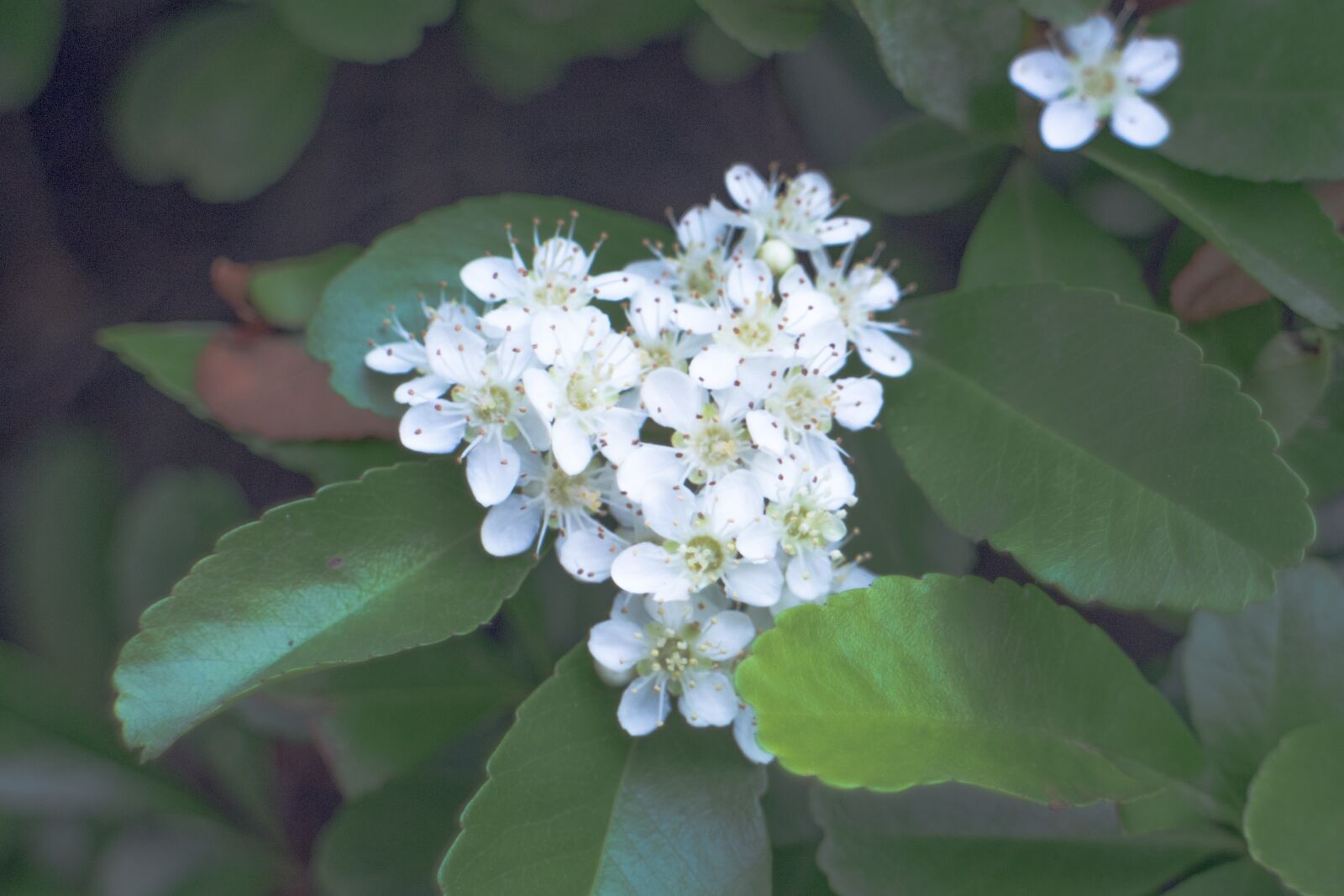 Canon EOS M2 sample photo. White flowers, spring, decorative photography