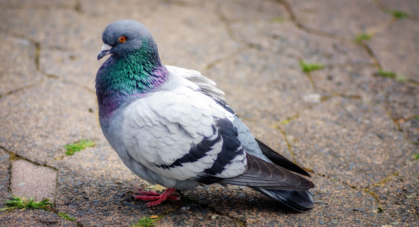 Tamron SP 90mm F2.8 Di VC USD 1:1 Macro sample photo. Pigeon, stone, ground photography