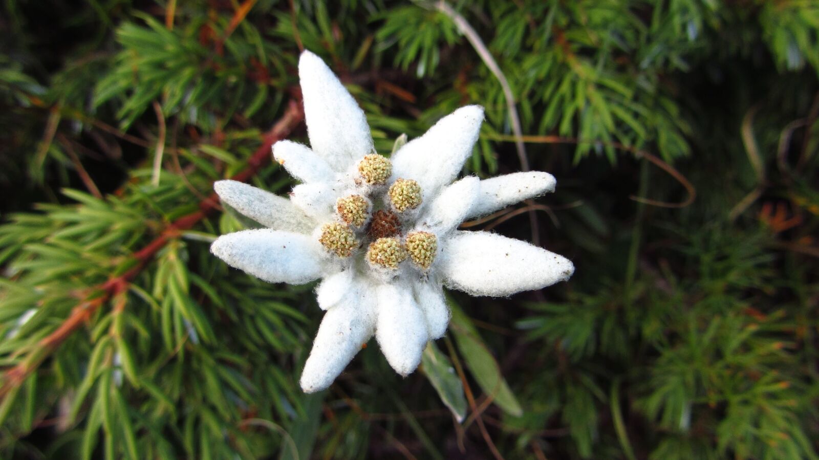 Canon PowerShot SX230 HS sample photo. Flower, white, plant, bloom photography