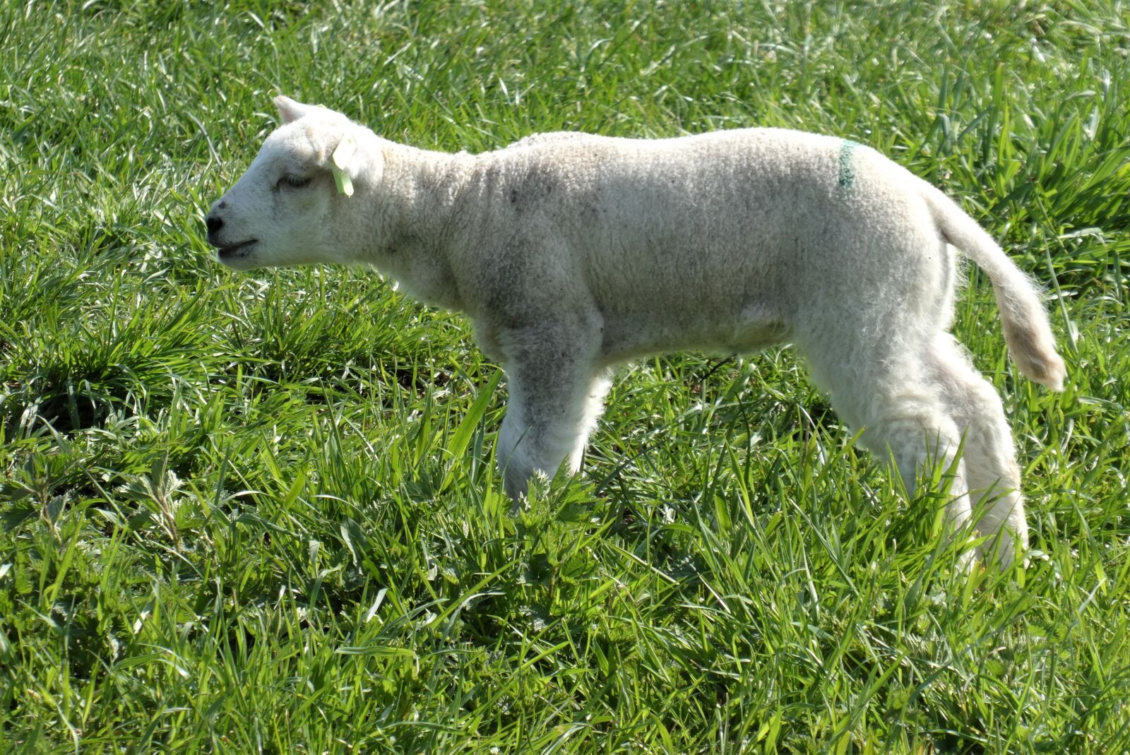 Panasonic Lumix DC-ZS70 (Lumix DC-TZ90) sample photo. Lamb, spring, meadow photography