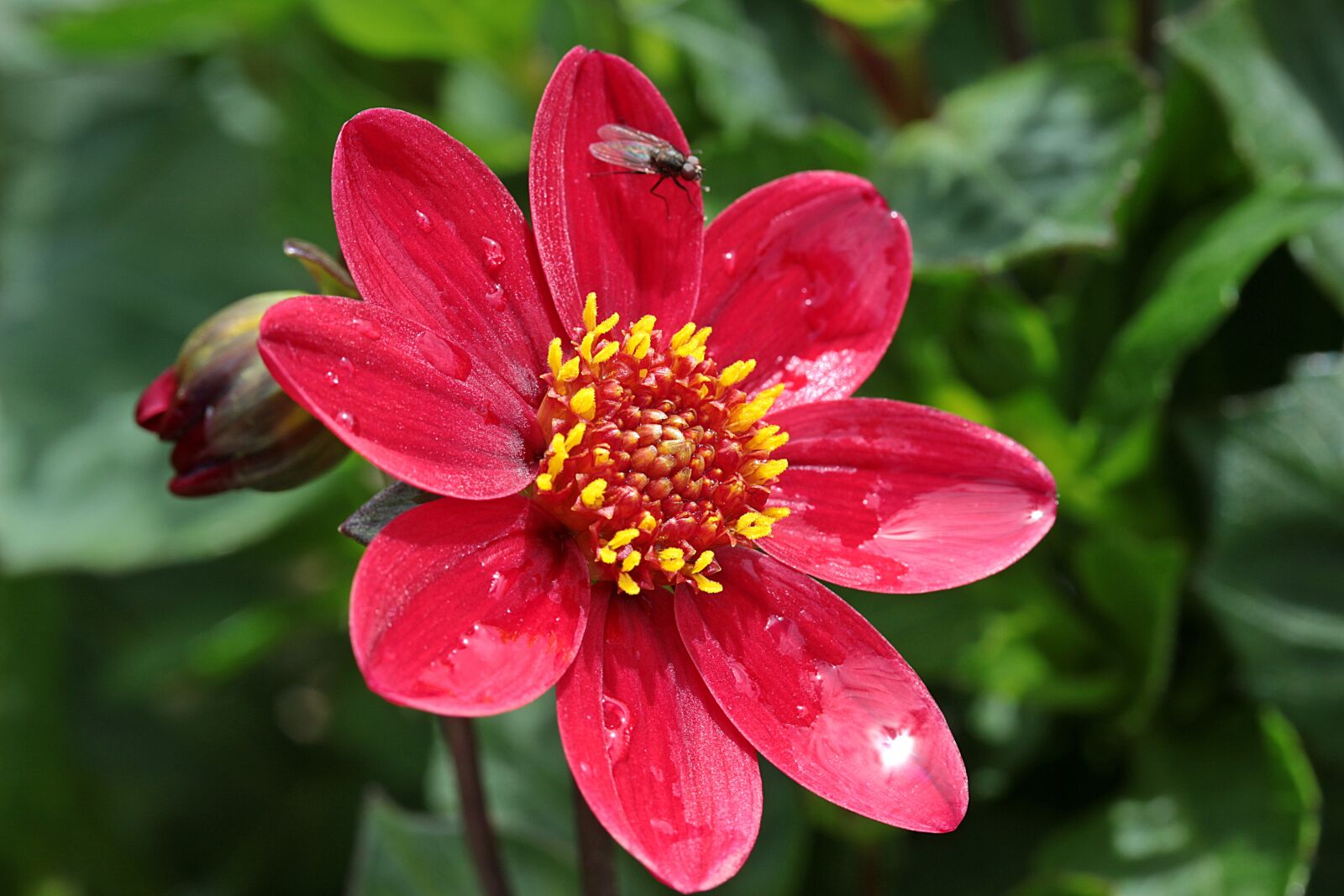Canon EOS 650D (EOS Rebel T4i / EOS Kiss X6i) sample photo. Dahlia, flower, composites photography
