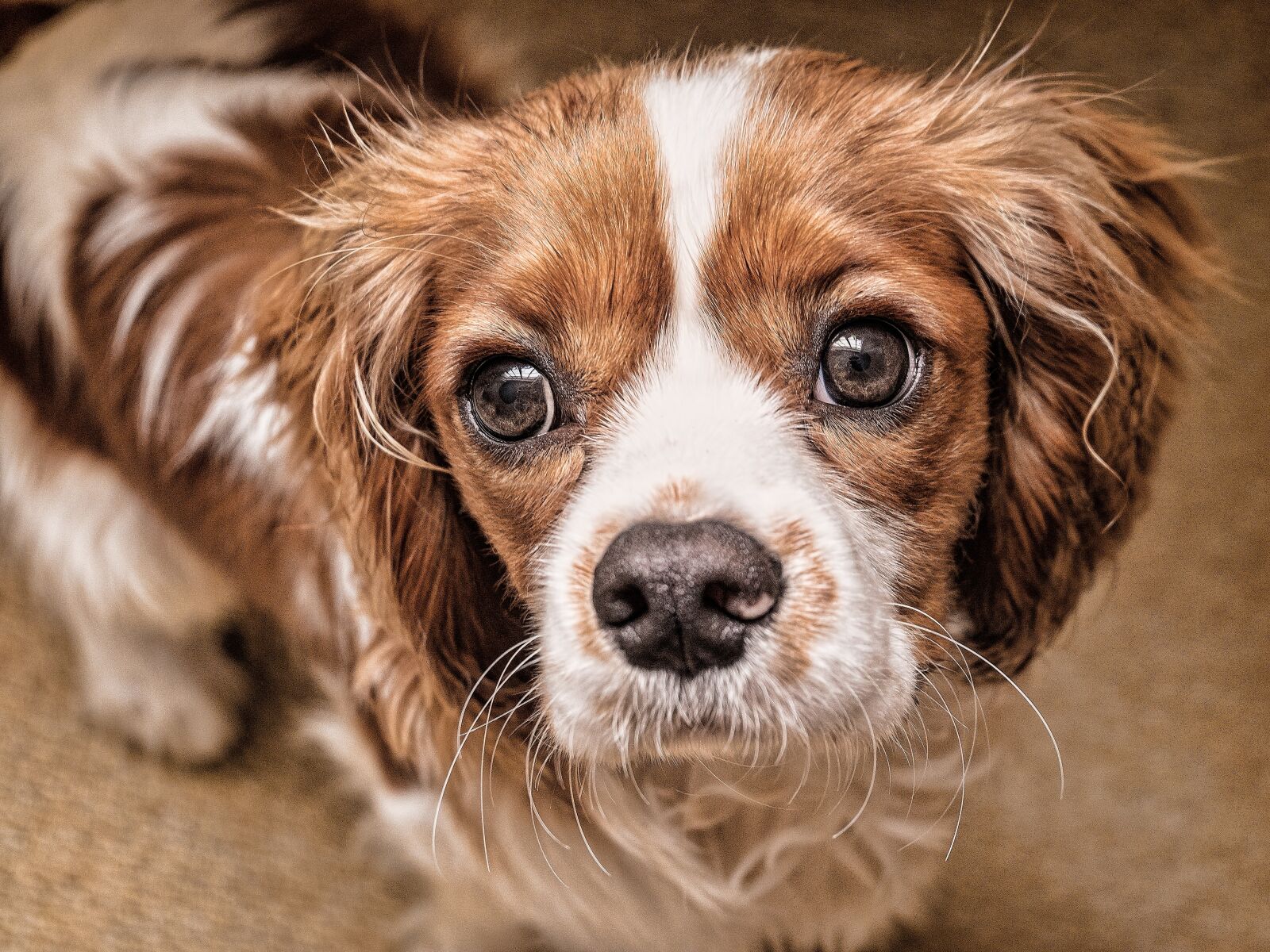 Fujifilm XC 16-50mm F3.5-5.6 OIS II sample photo. Dog, puppy, eyes photography