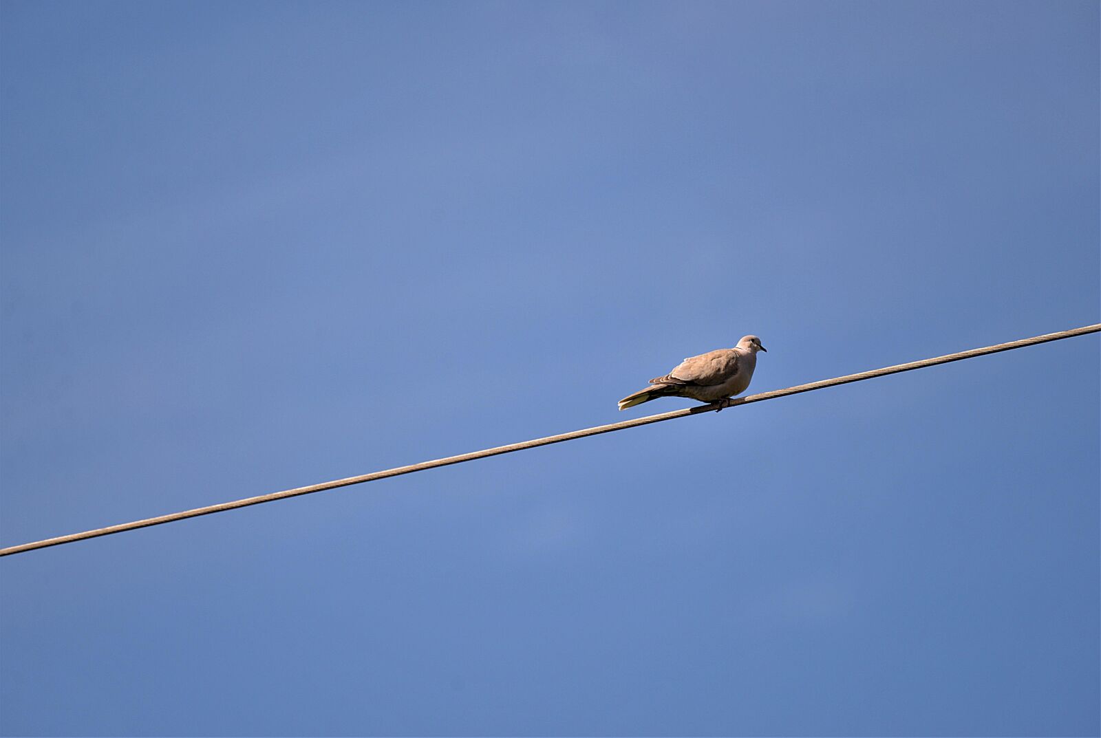 Nikon D610 sample photo. Dove, bird, wire rope photography