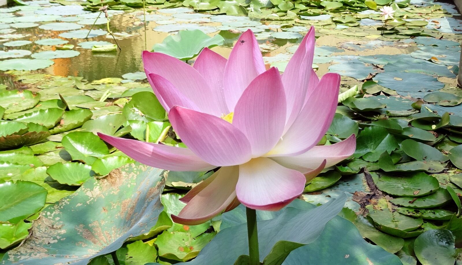 Sony DSC-HX60V sample photo. Lotus, flower, pink photography
