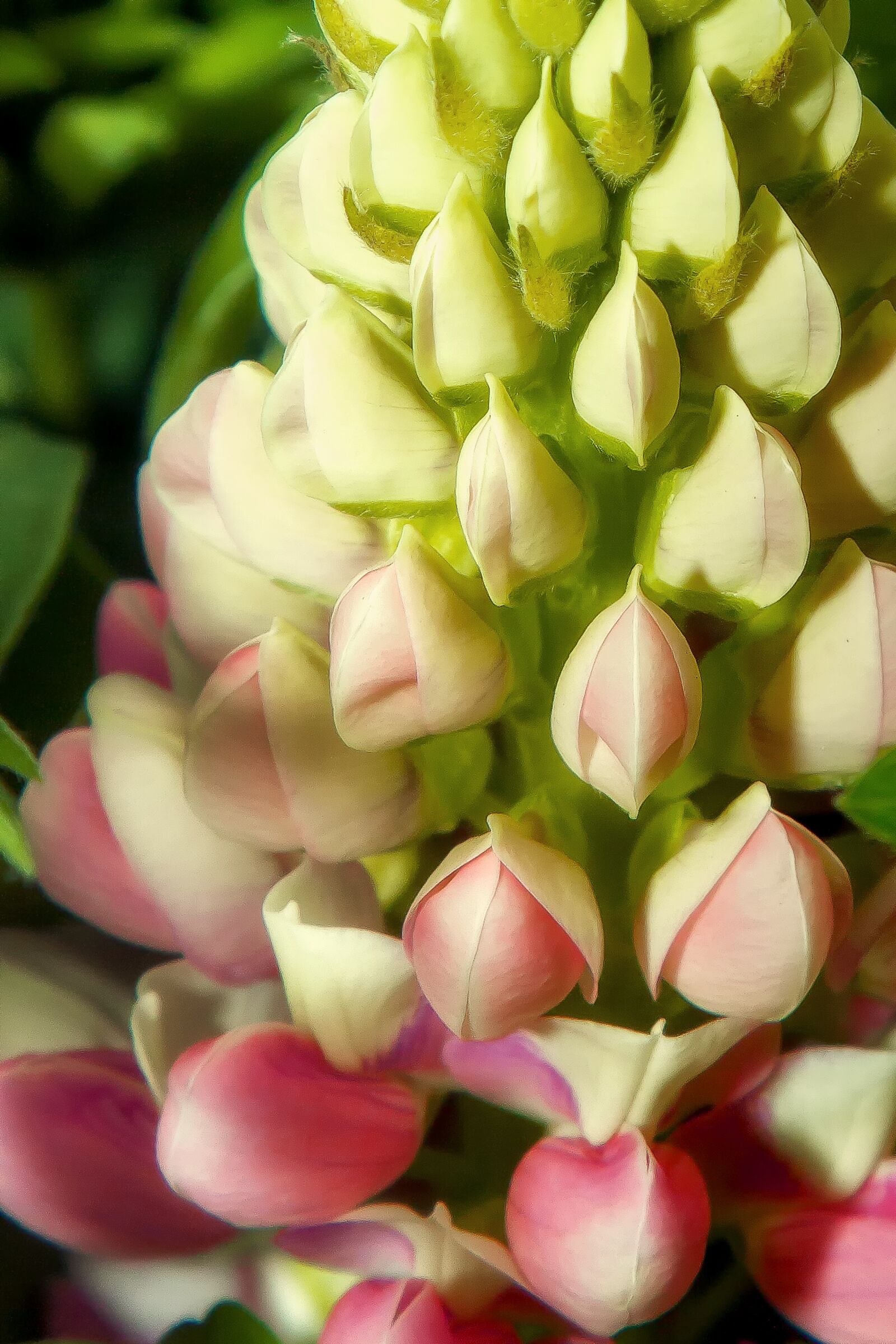 Canon EOS 50D + Canon EF 24-105mm F4L IS USM sample photo. Lupine, blossom, bloom photography
