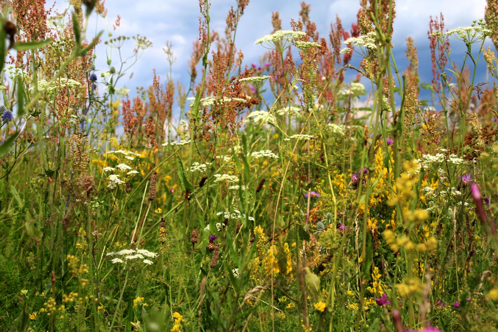 Canon EOS 1200D (EOS Rebel T5 / EOS Kiss X70 / EOS Hi) sample photo. Grass, meadow, summer photography