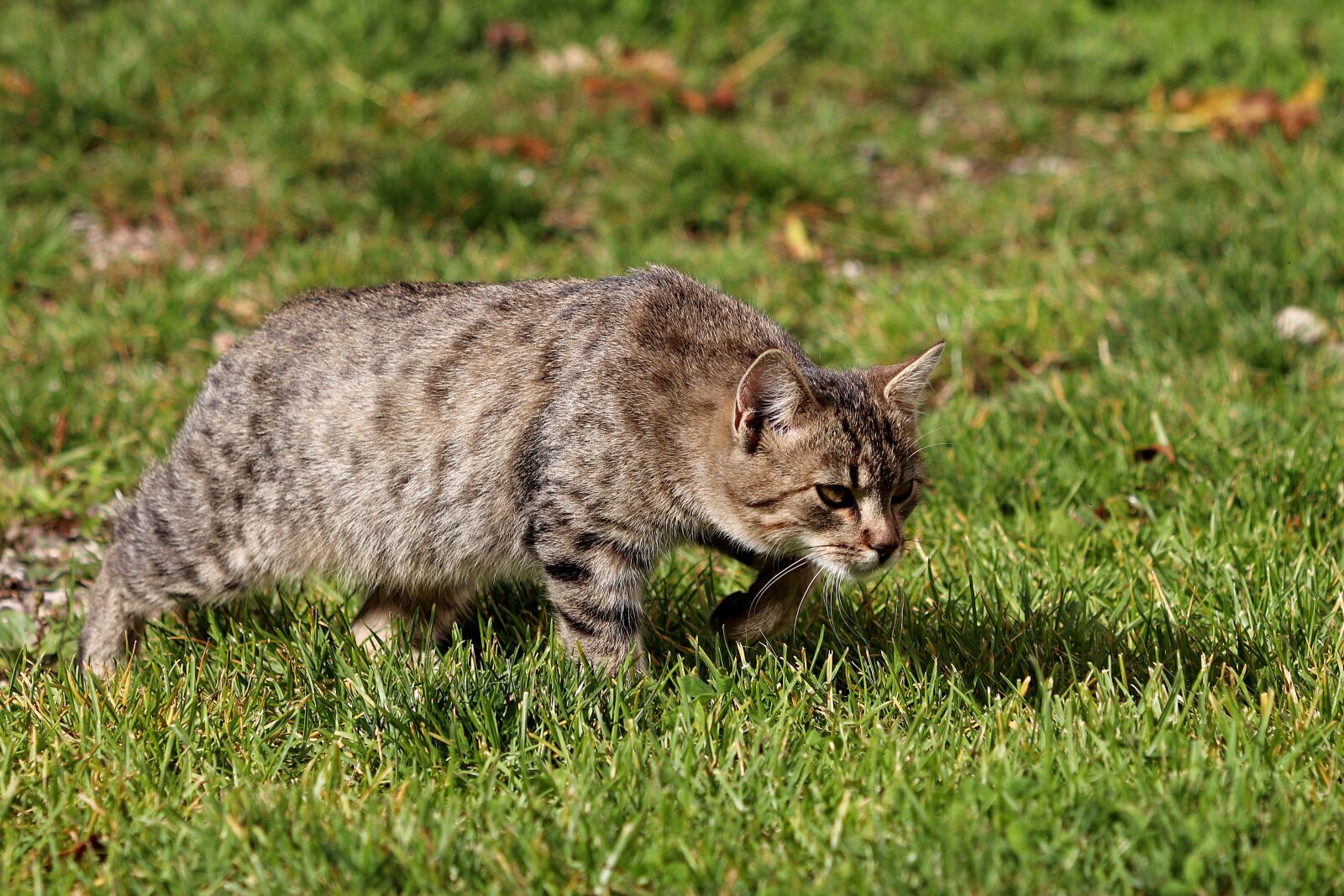 Canon EF 70-300 F4-5.6 IS II USM sample photo. Pet, cat, domestic cat photography