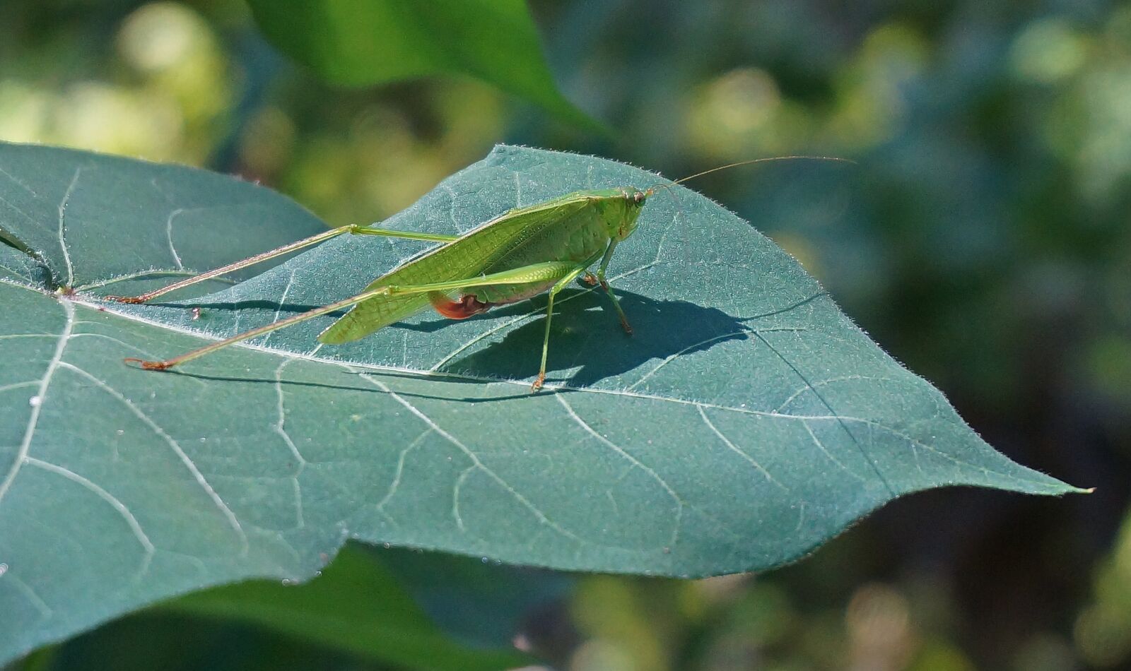 Sony Alpha NEX-5T sample photo. Grasshopper on cotton, grasshopper photography