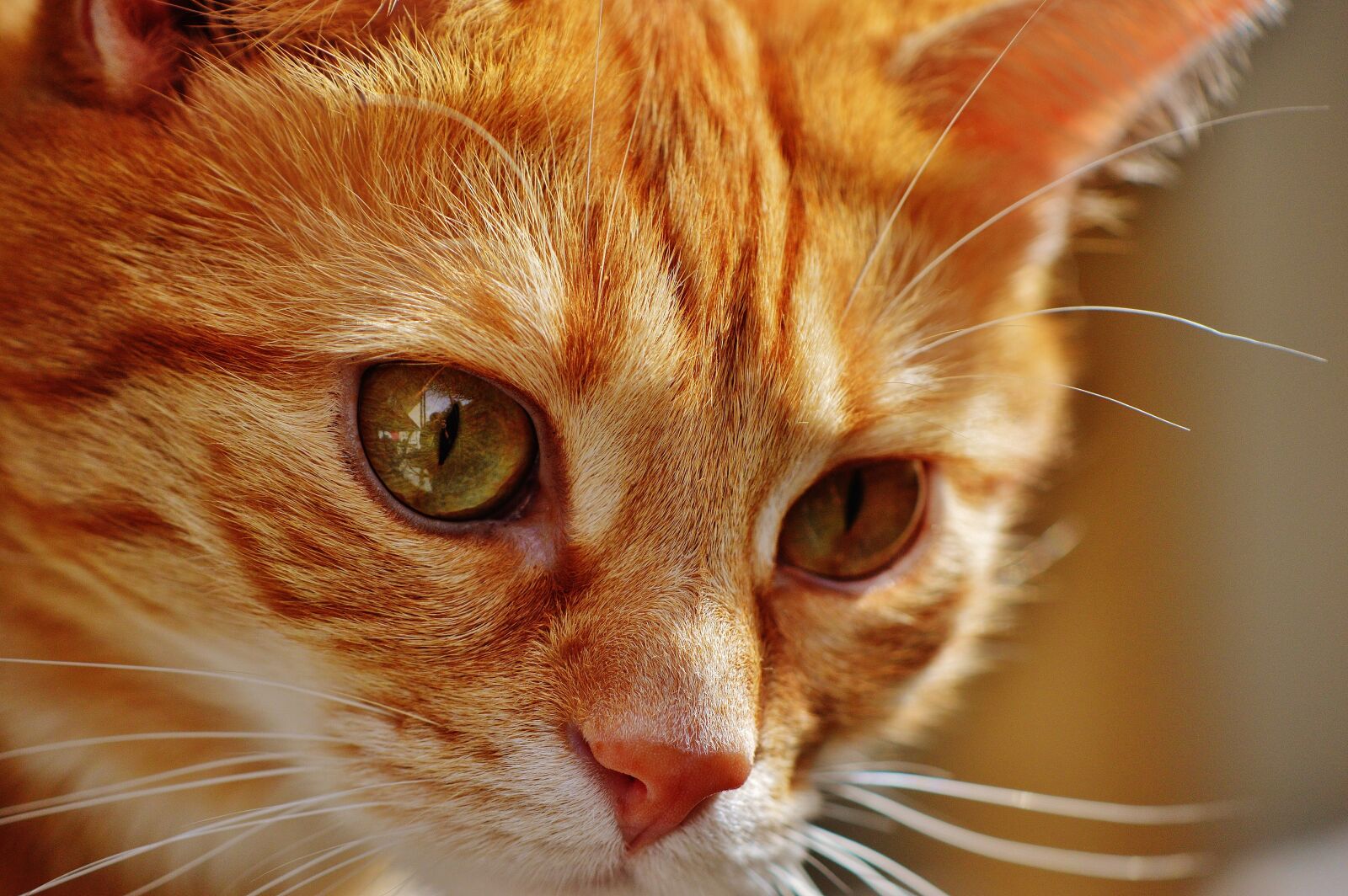 Nikon D3200 sample photo. Cat, red, cute photography