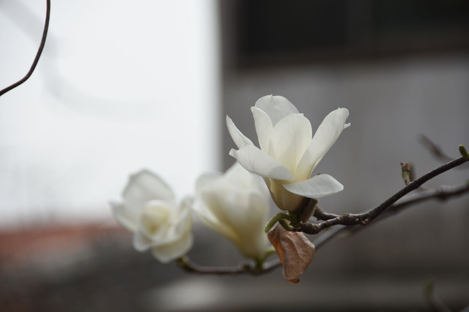 Nikon D7200 sample photo. Magnolia, white, nature photography