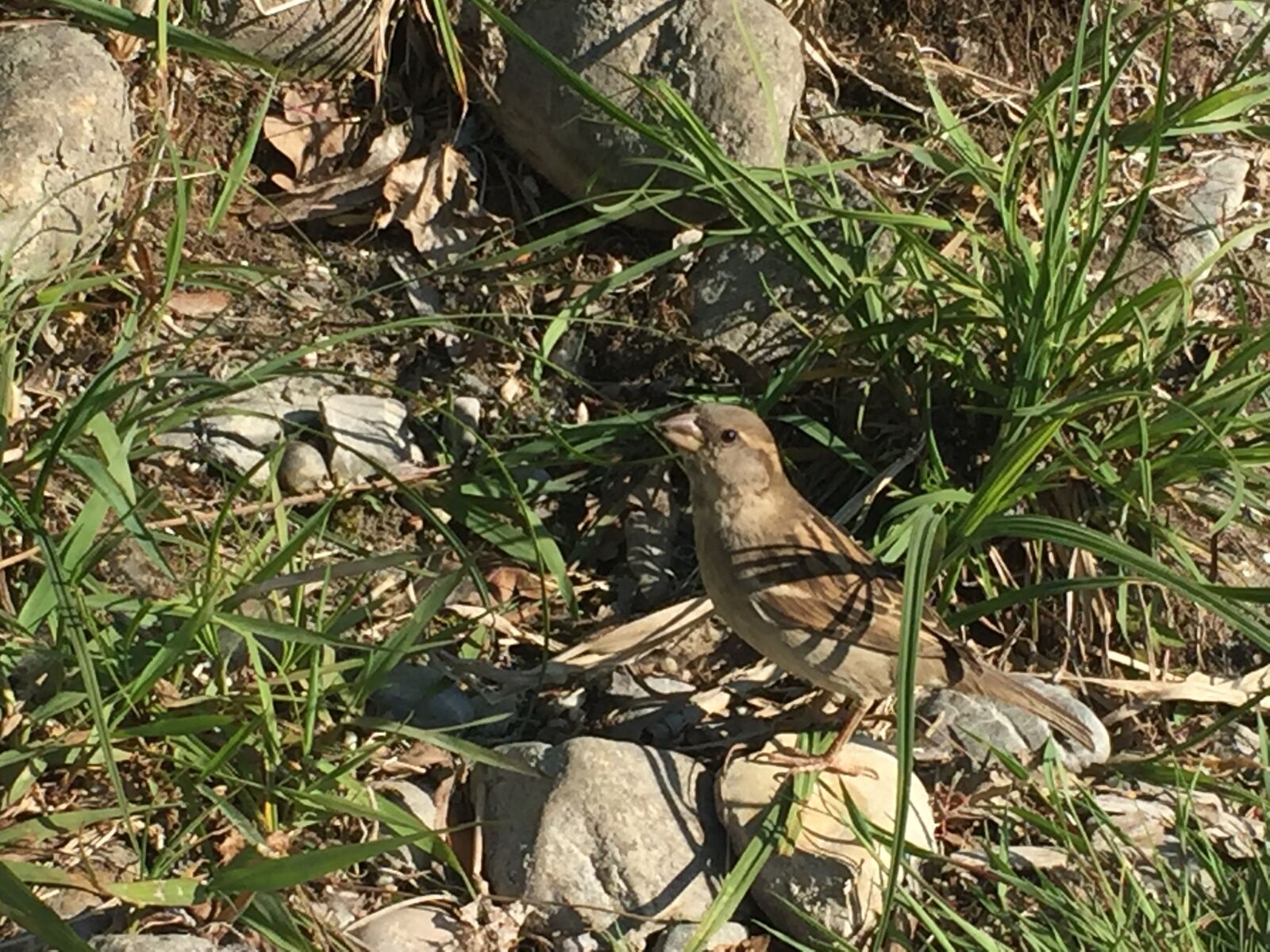 Apple iPhone 6 sample photo. Sparrow, bird, sperling photography