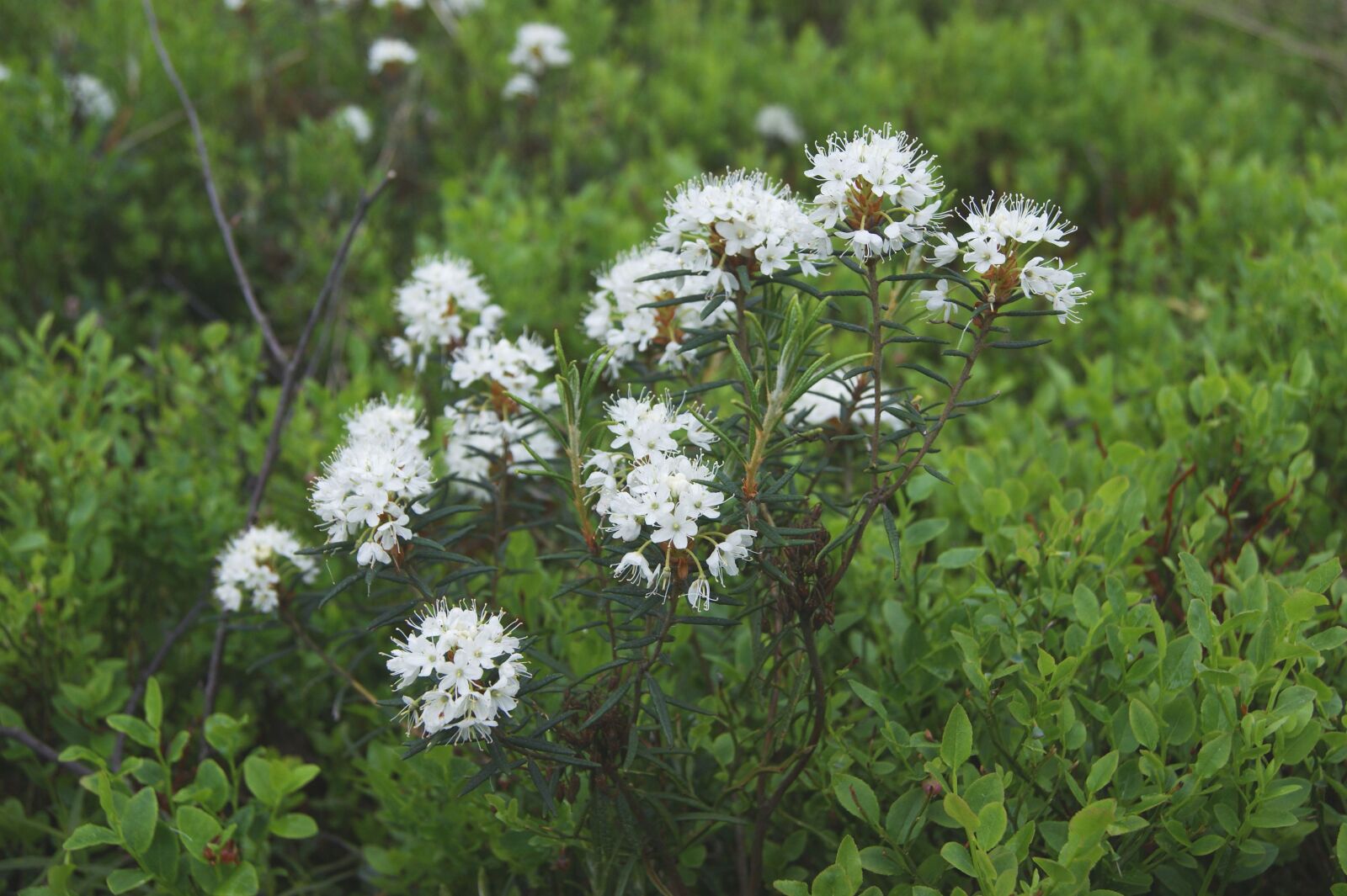 Sony Alpha DSLR-A290 sample photo. Swamp regular, forest rosemary photography