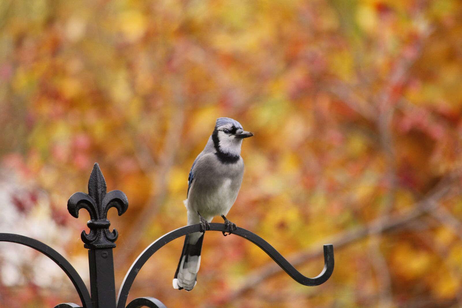 Canon EOS 550D (EOS Rebel T2i / EOS Kiss X4) sample photo. Bluejay, bird, birdwatching photography