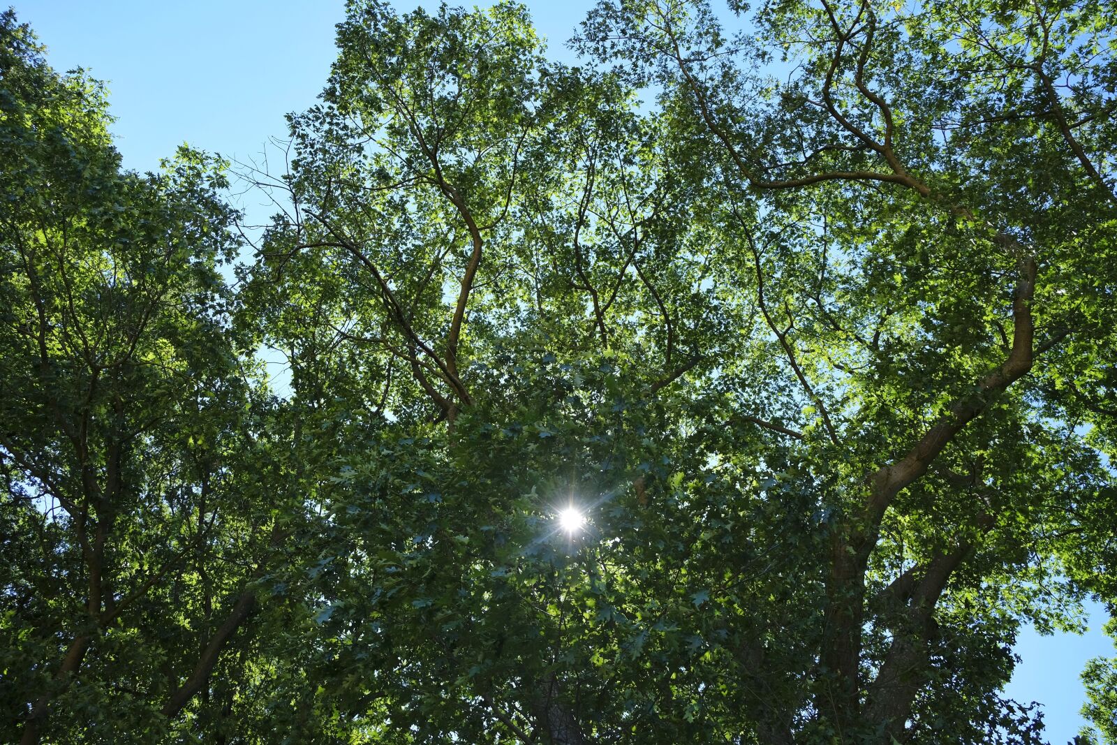 Fujifilm X-T20 sample photo. Leafs, sun, flare photography