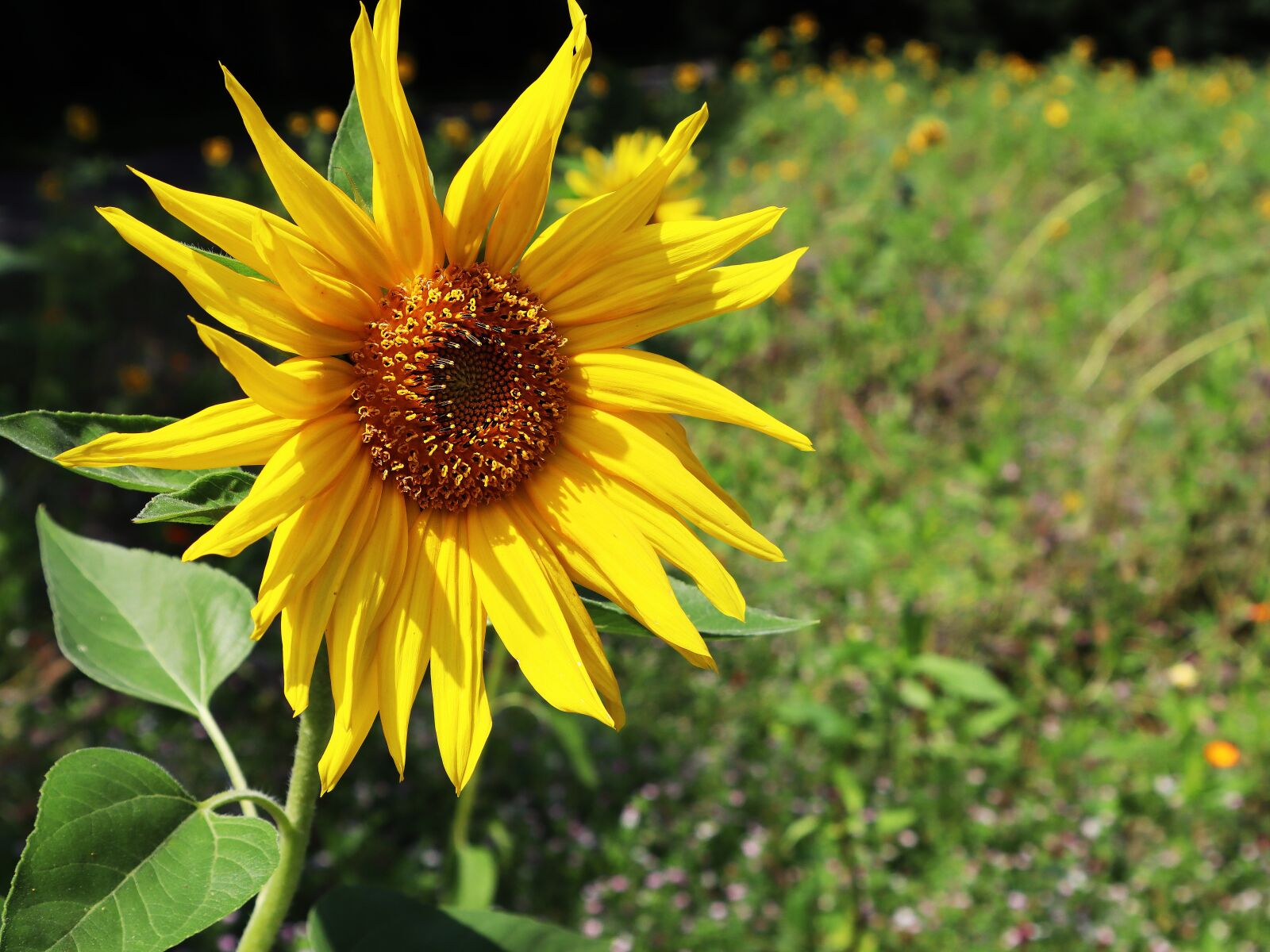 Canon EF-M 15-45mm F3.5-6.3 IS STM sample photo. Sunflower, sun, yellow photography