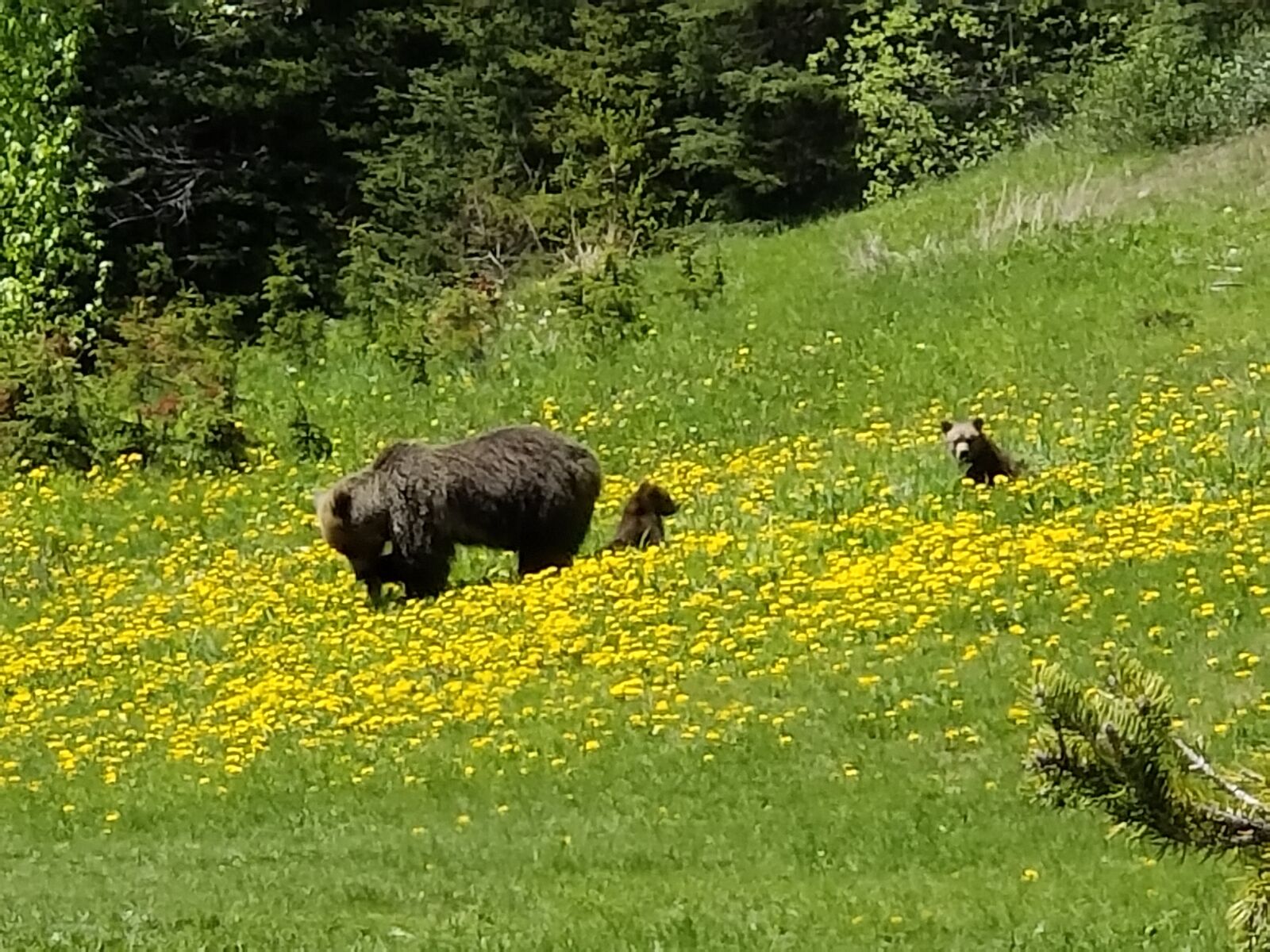 Samsung Galaxy S9+ sample photo. Yellowstone, bear, nature photography