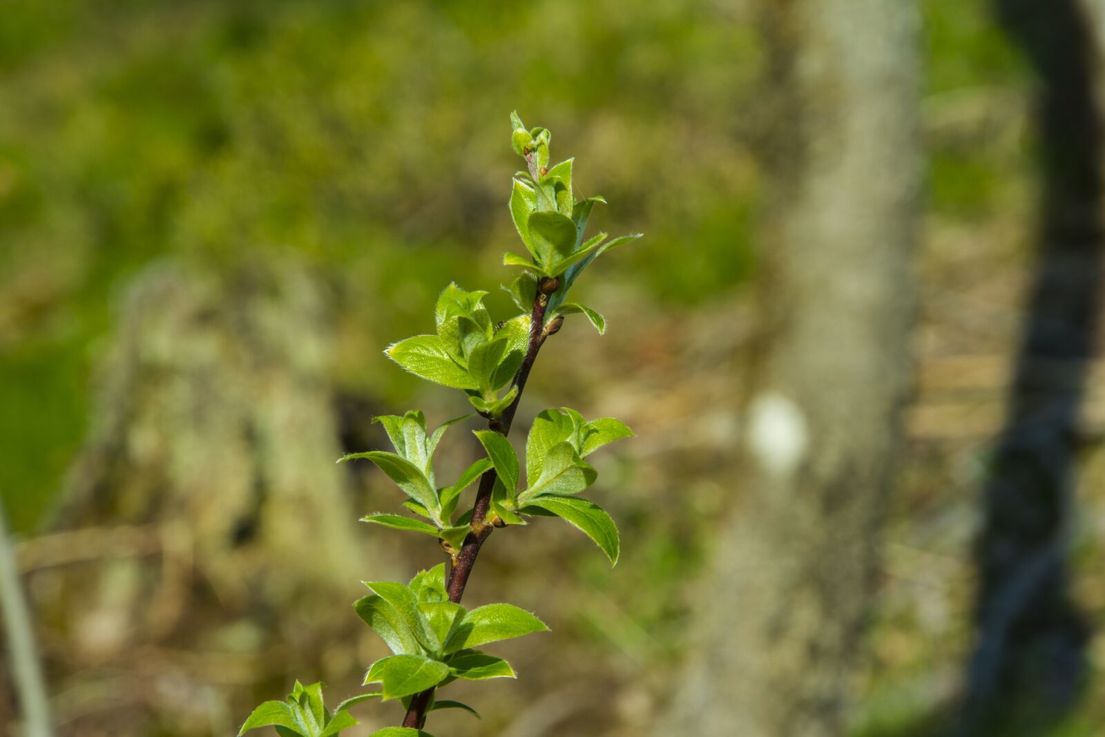 Nikon D7100 sample photo. Leaf, leaves, in the photography