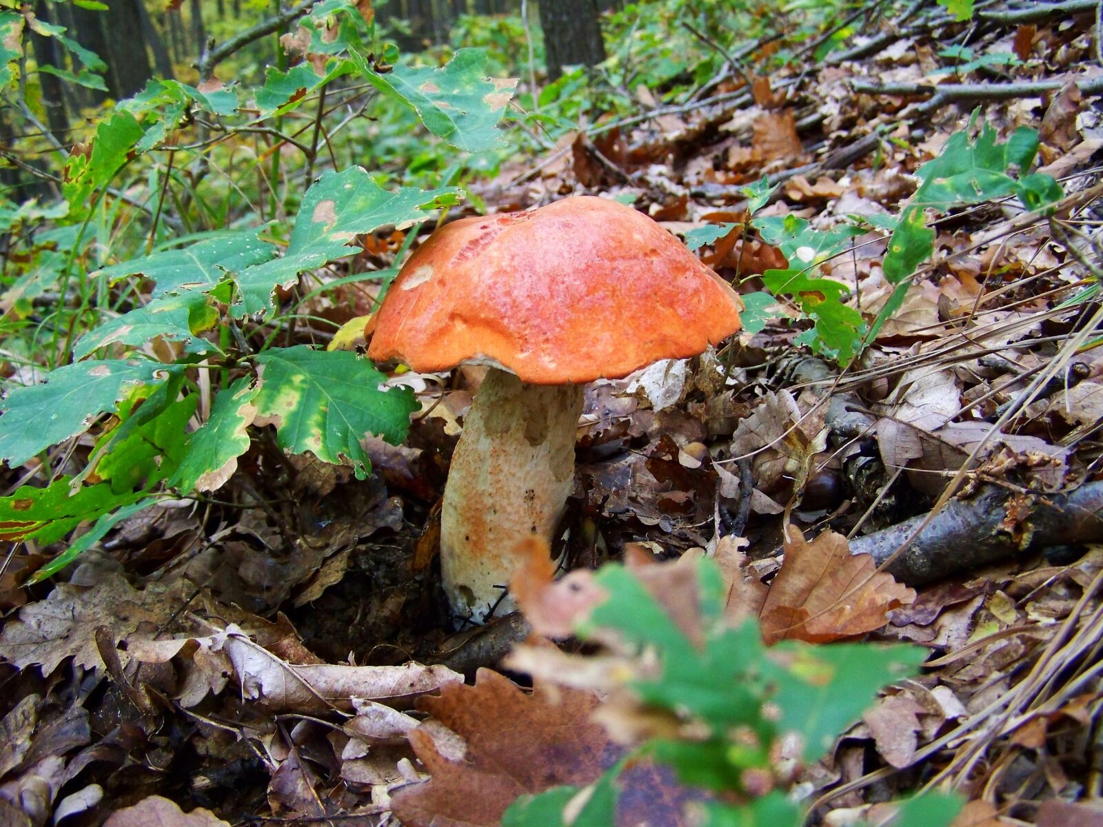 Kodak EASYSHARE ZD710 ZOOM DIGITAL CAMERA sample photo. Red mushroom, forest mushroom photography