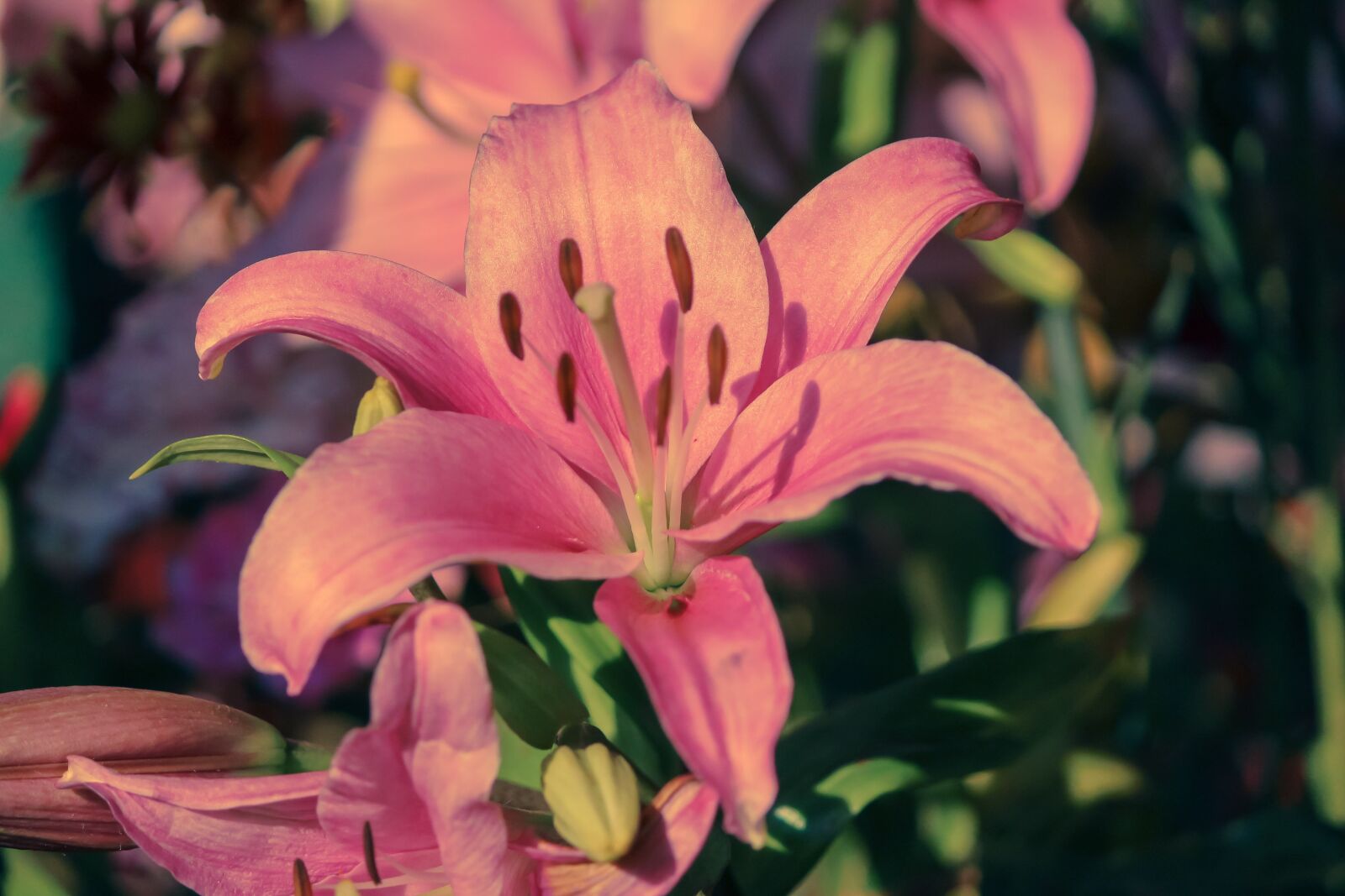 Canon EF-S 55-250mm F4-5.6 IS II sample photo. Pink lily, flower, nice photography