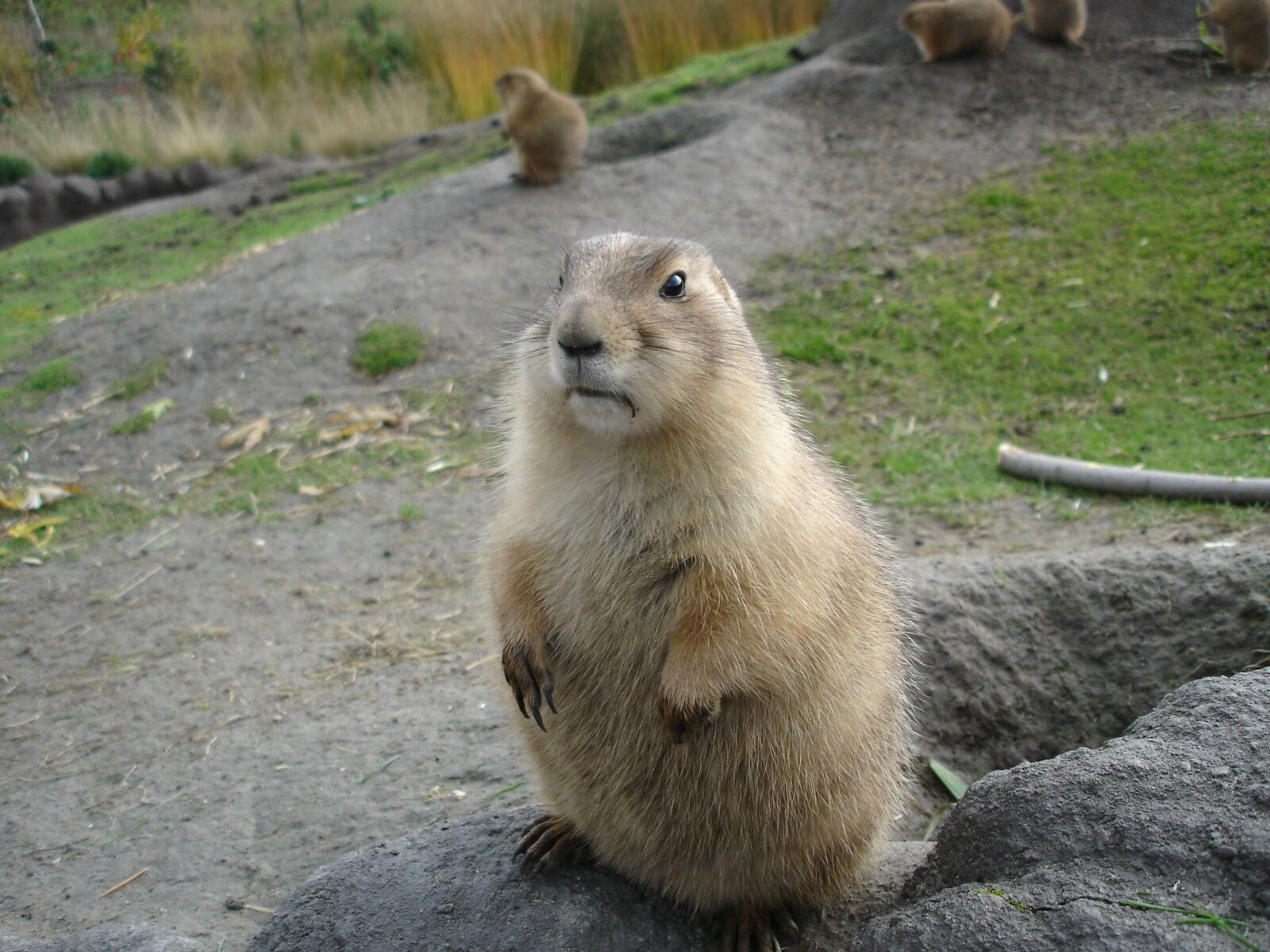 Sony DSC-W12 sample photo. Marmot, animal, zoo photography