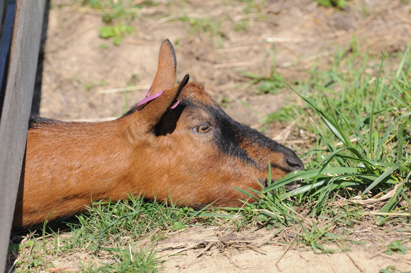 Nikon D300 sample photo. Goat, curious, farm photography
