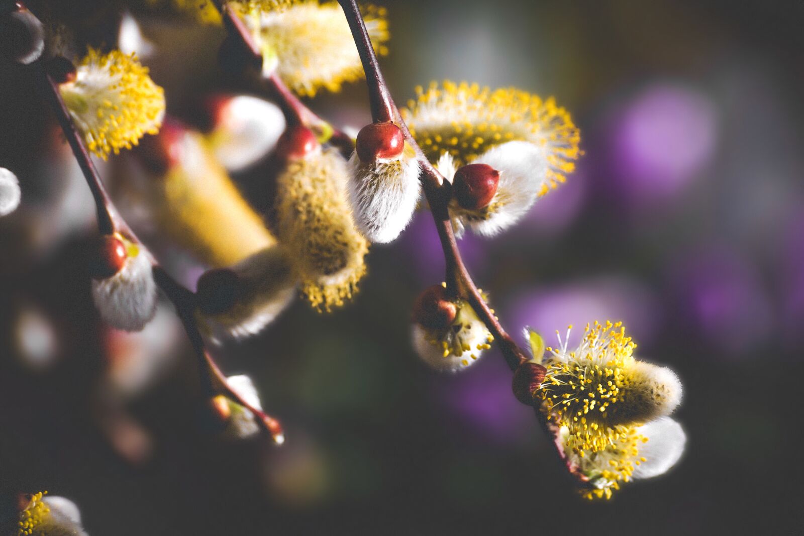 Sony DT 55-300mm F4.5-5.6 SAM sample photo. Willow catkin, flowers, spring photography