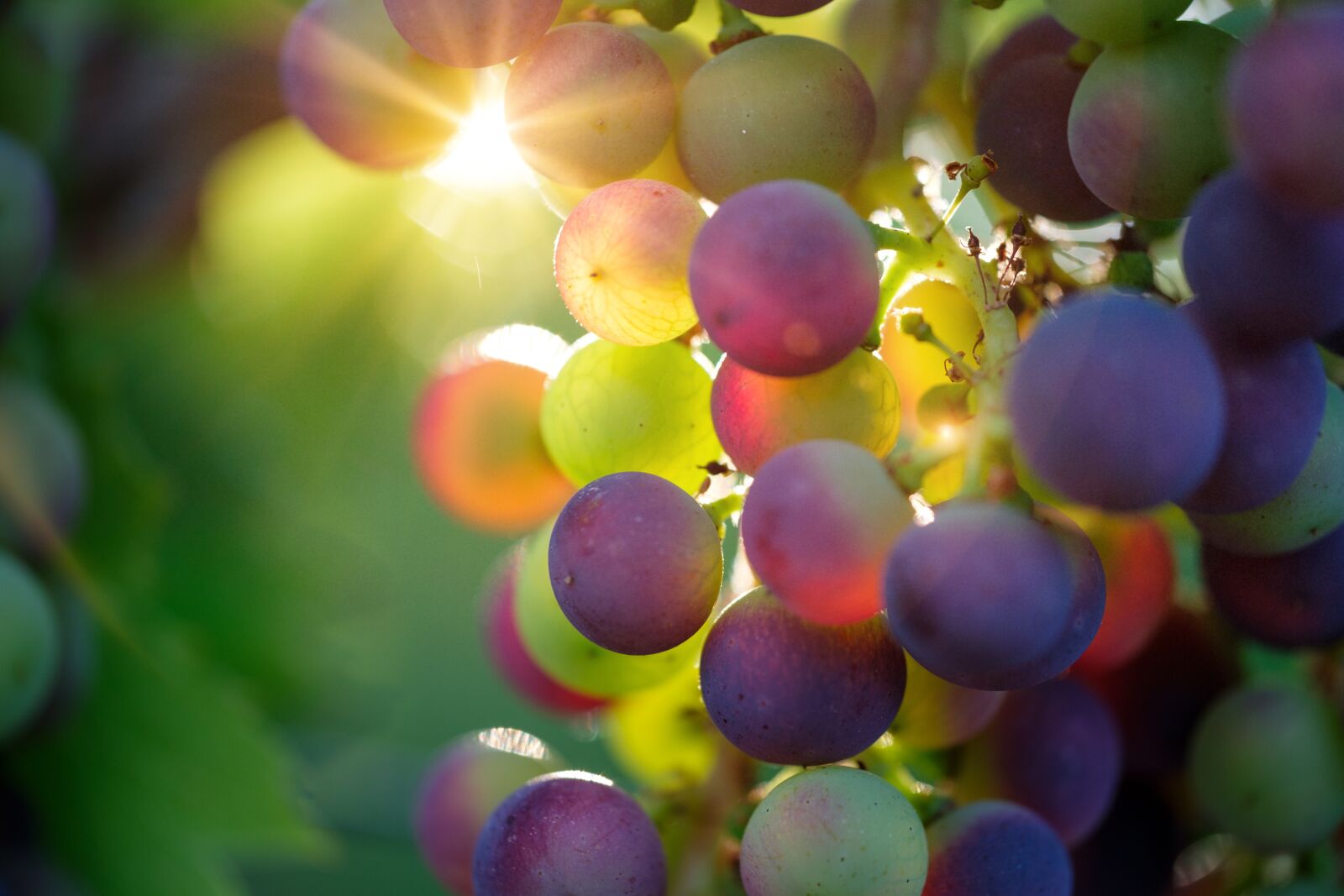 Fujifilm X-T2 + Fujifilm XF 80mm F2.8 R LM OIS WR Macro sample photo. Grapes, sun, sunbeam photography