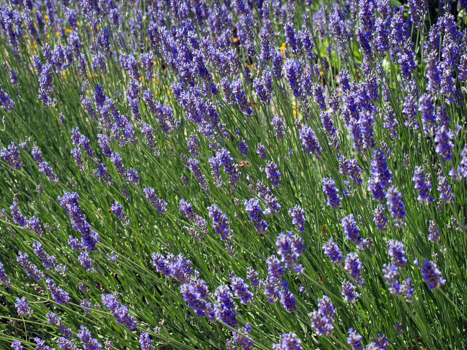 Olympus E-420 (EVOLT E-420) sample photo. Flower lavender, wild flowers photography