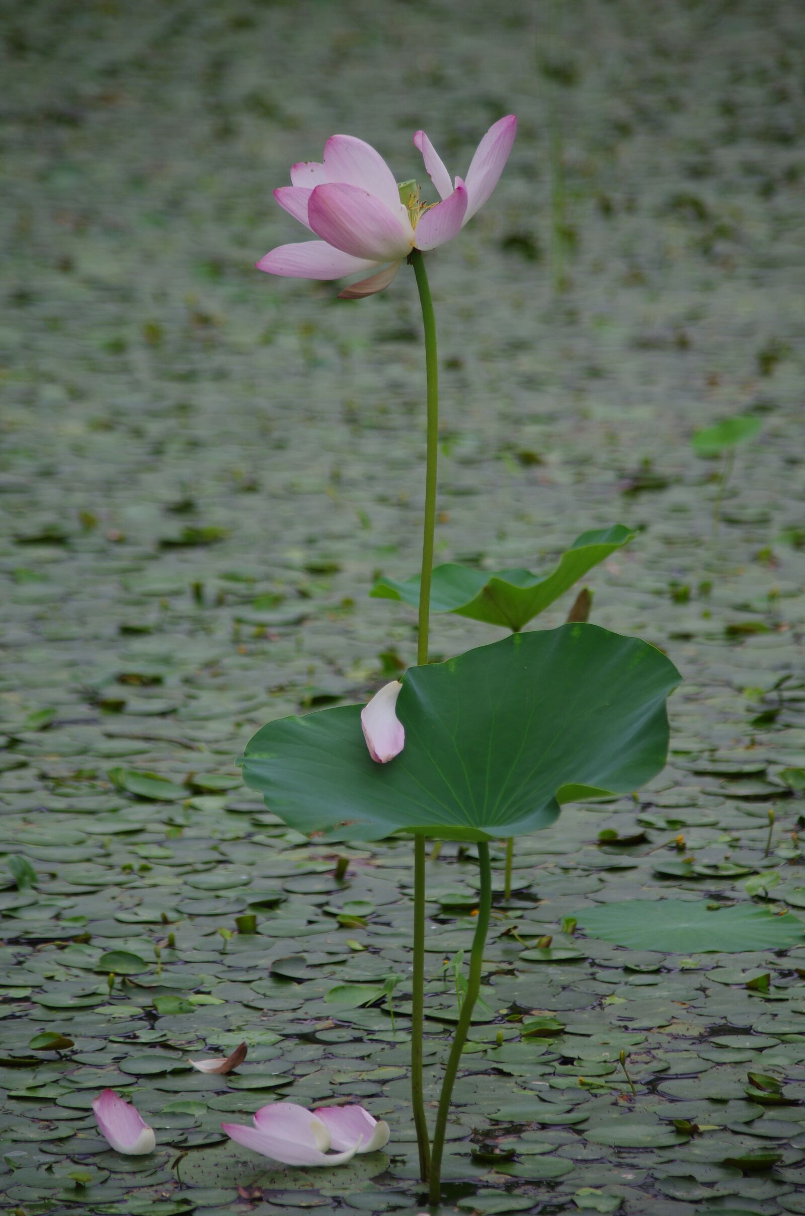 Pentax K-5 IIs sample photo. Lotus, lotus grand view photography