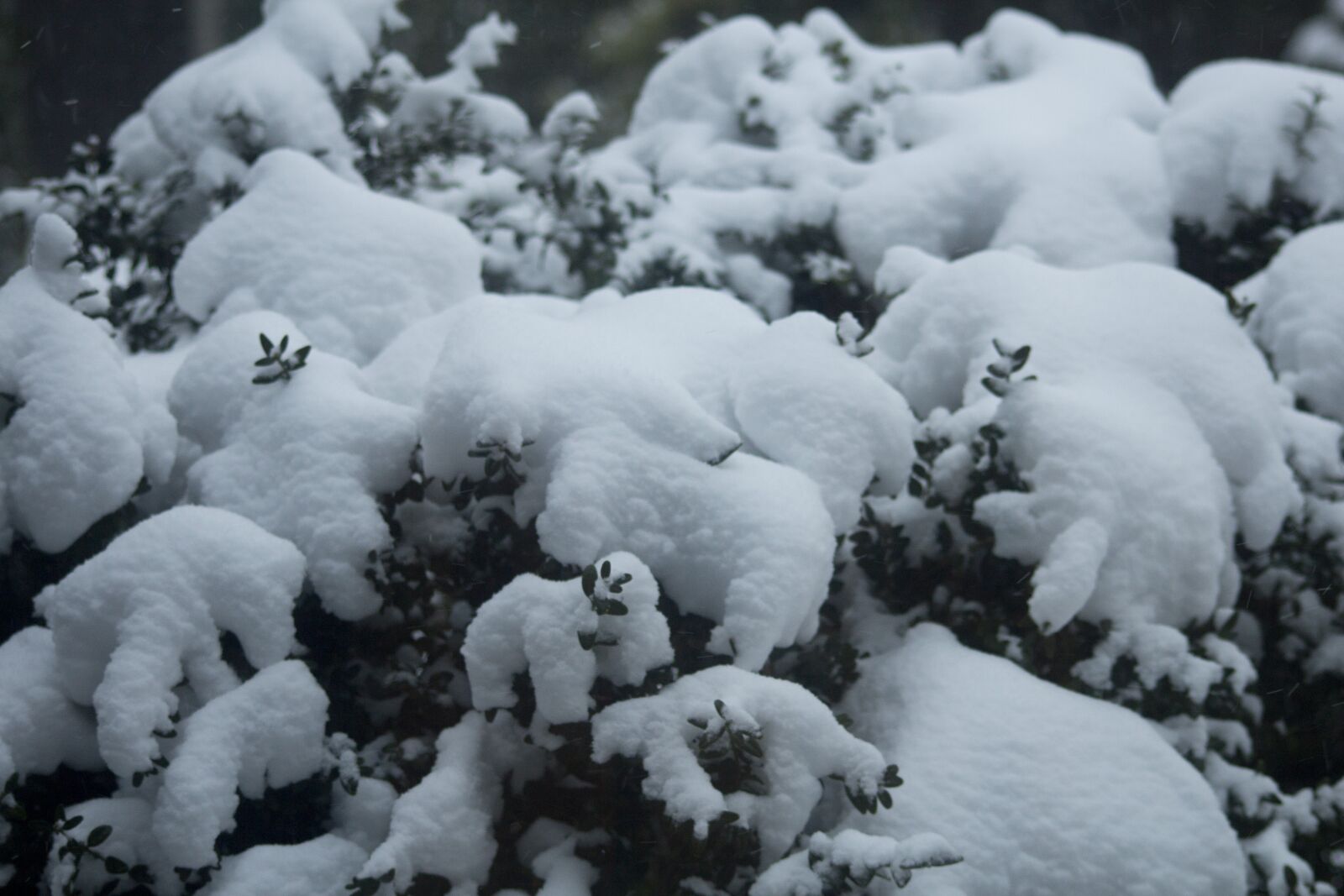 Canon EOS 600D (Rebel EOS T3i / EOS Kiss X5) sample photo. Snow, winter, branches photography