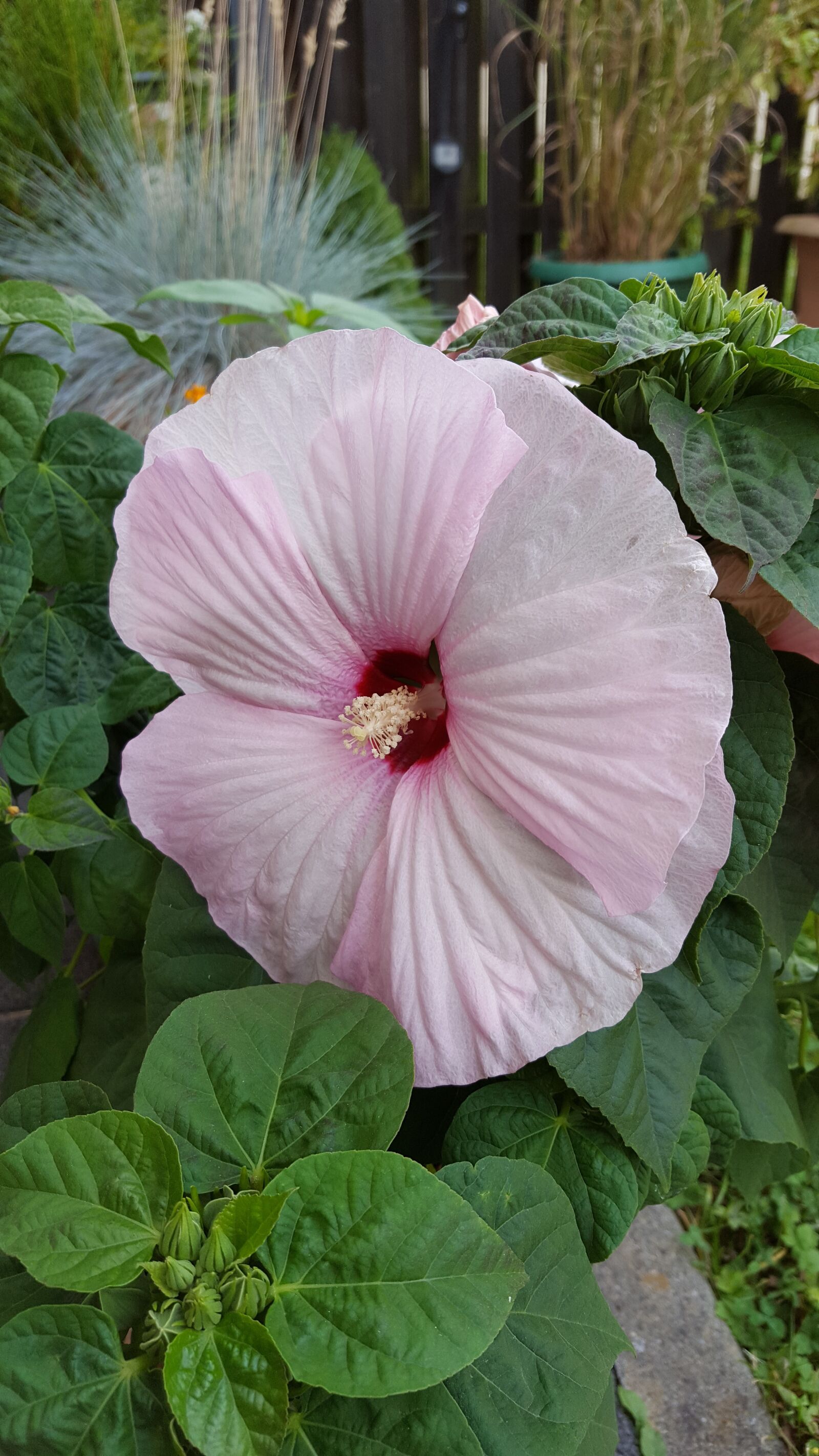 Samsung GALAXY S6 edge sample photo. Pink flower, hibiscus, pink photography