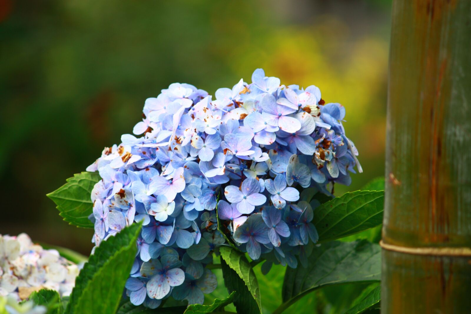 Canon EOS 450D (EOS Rebel XSi / EOS Kiss X2) sample photo. Nature, flower, leaf photography